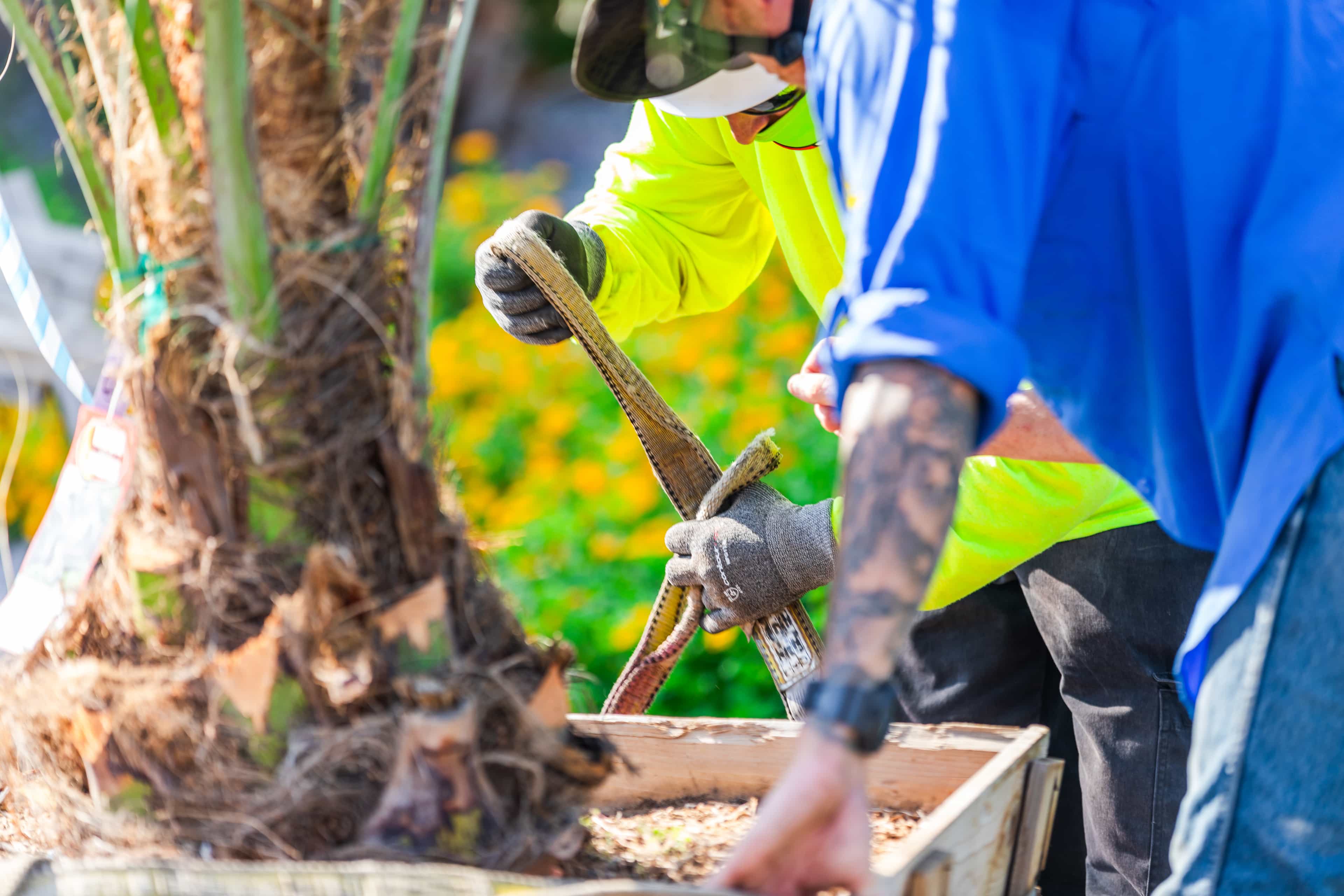 Close up of MVN Planting Crew harnessing and lifting a box-grown palm.