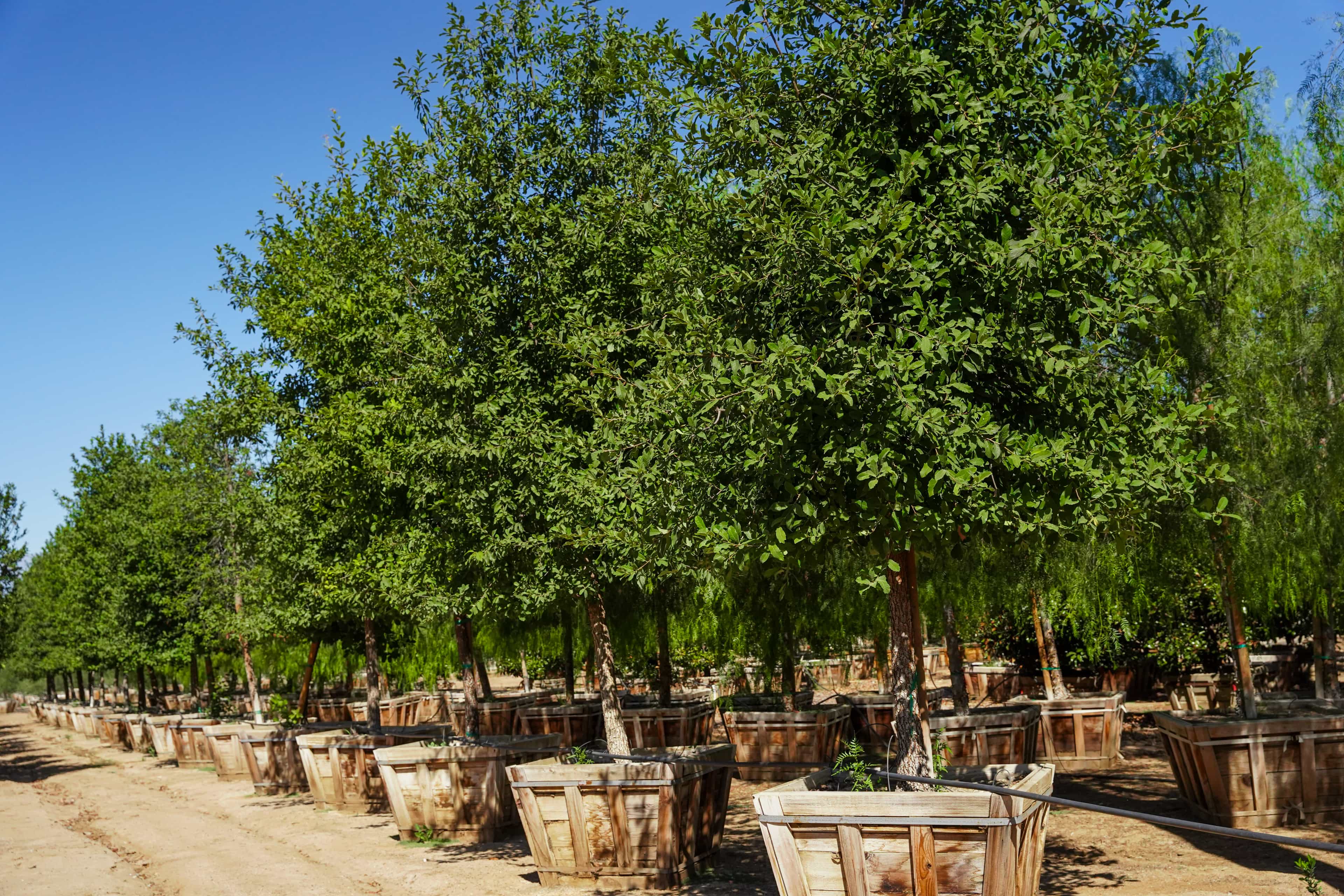 A row of healthy and tall Monterey Oaks at a Moon Valley Nurseries farm.