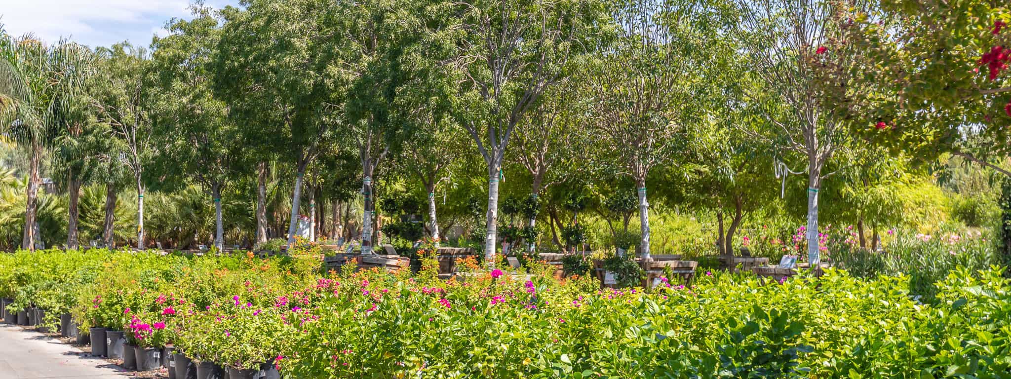 Moon Valley Nurseries Escondido