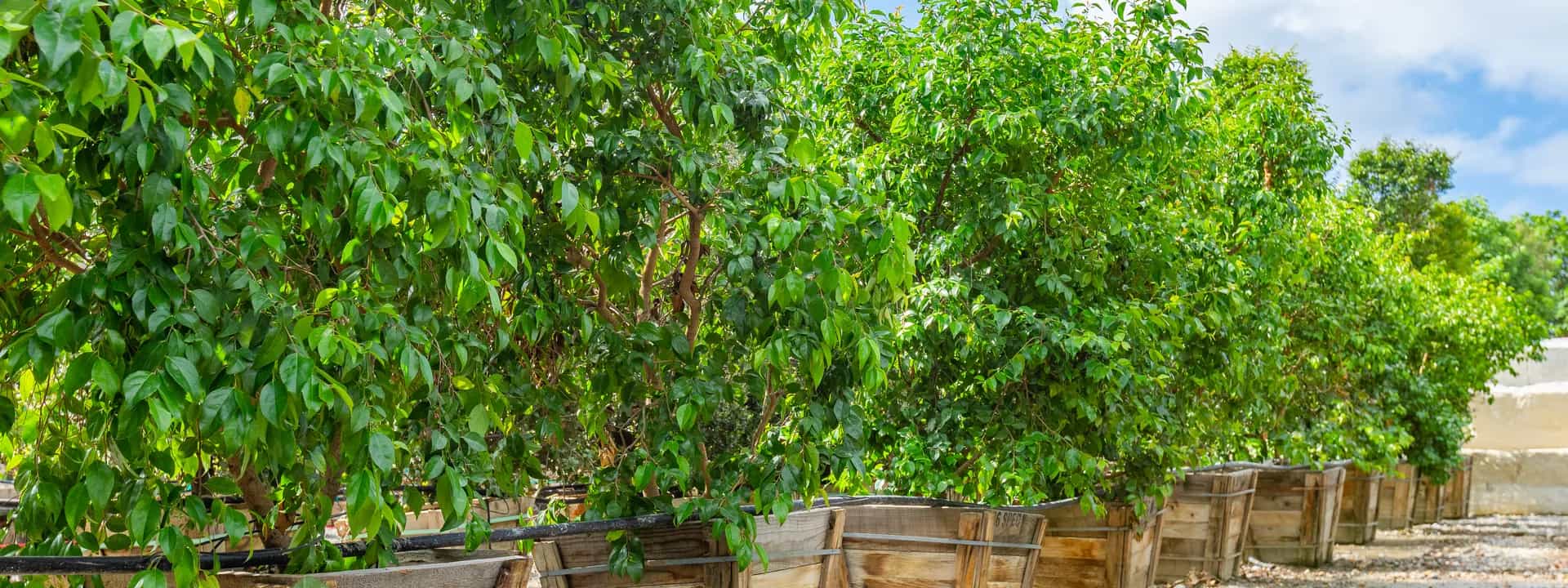 Moon Valley Nurseries Knoxville