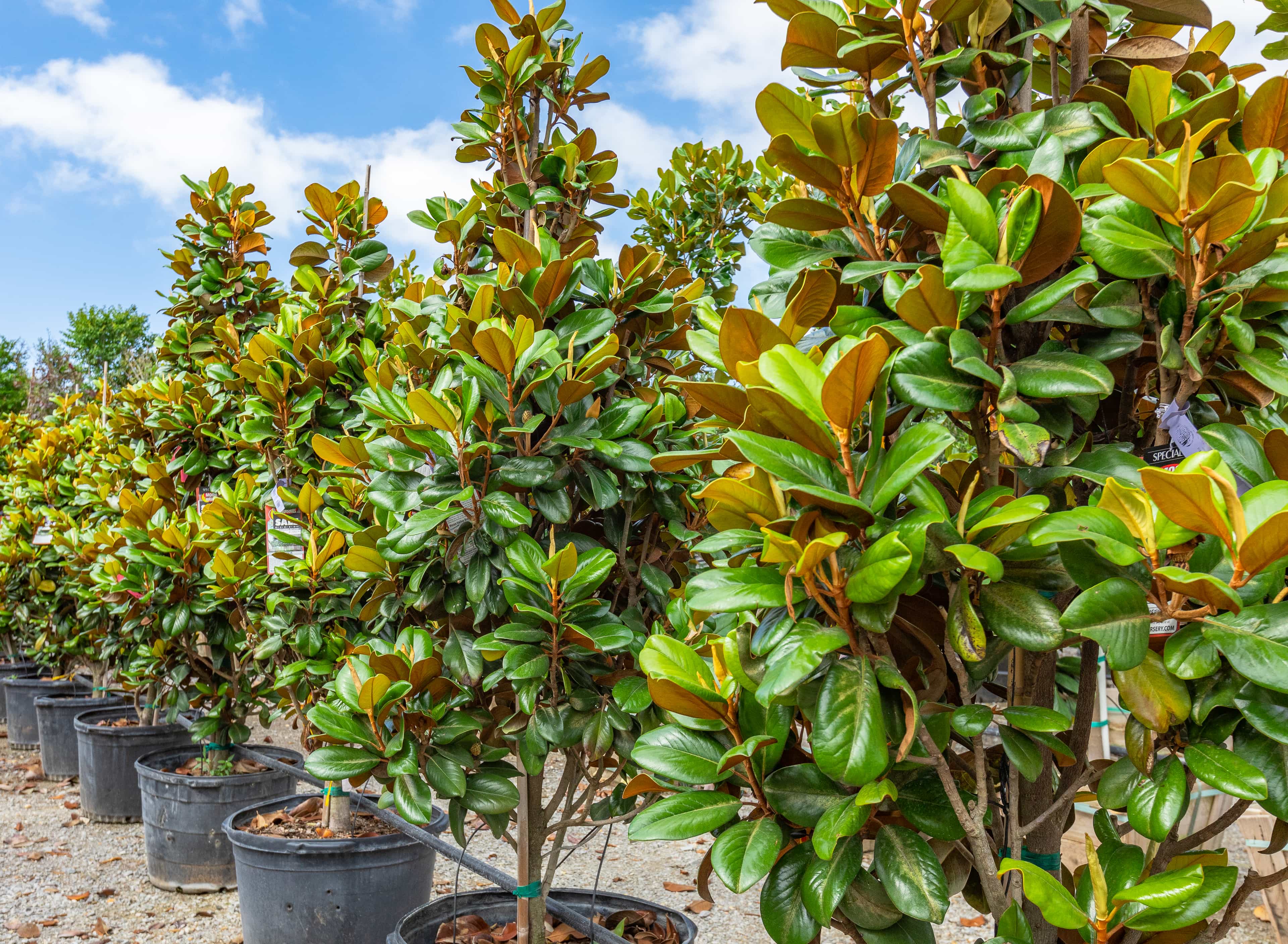 Teddy Bear Magnolia Row at the nursery.