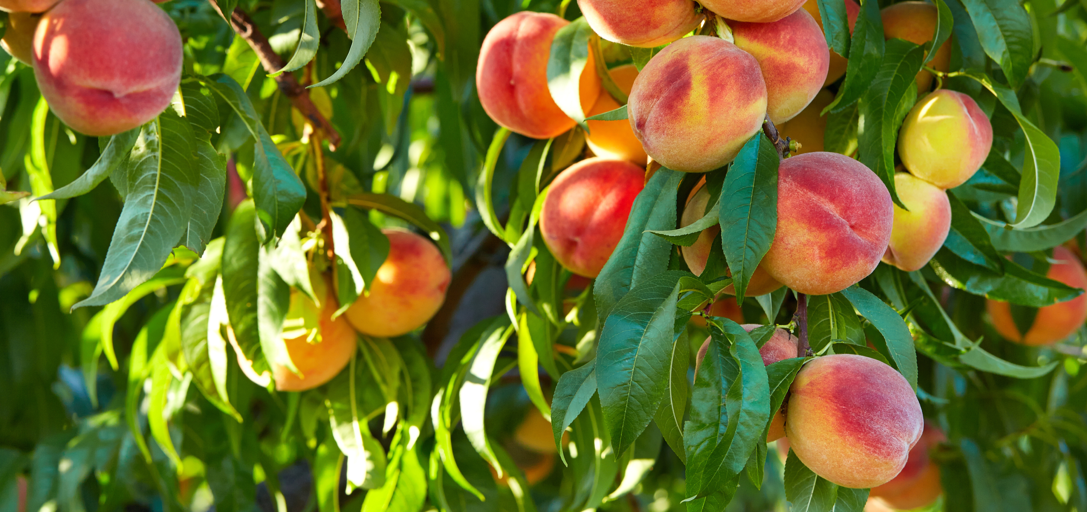 Peaches hanging bountifully from a tree.