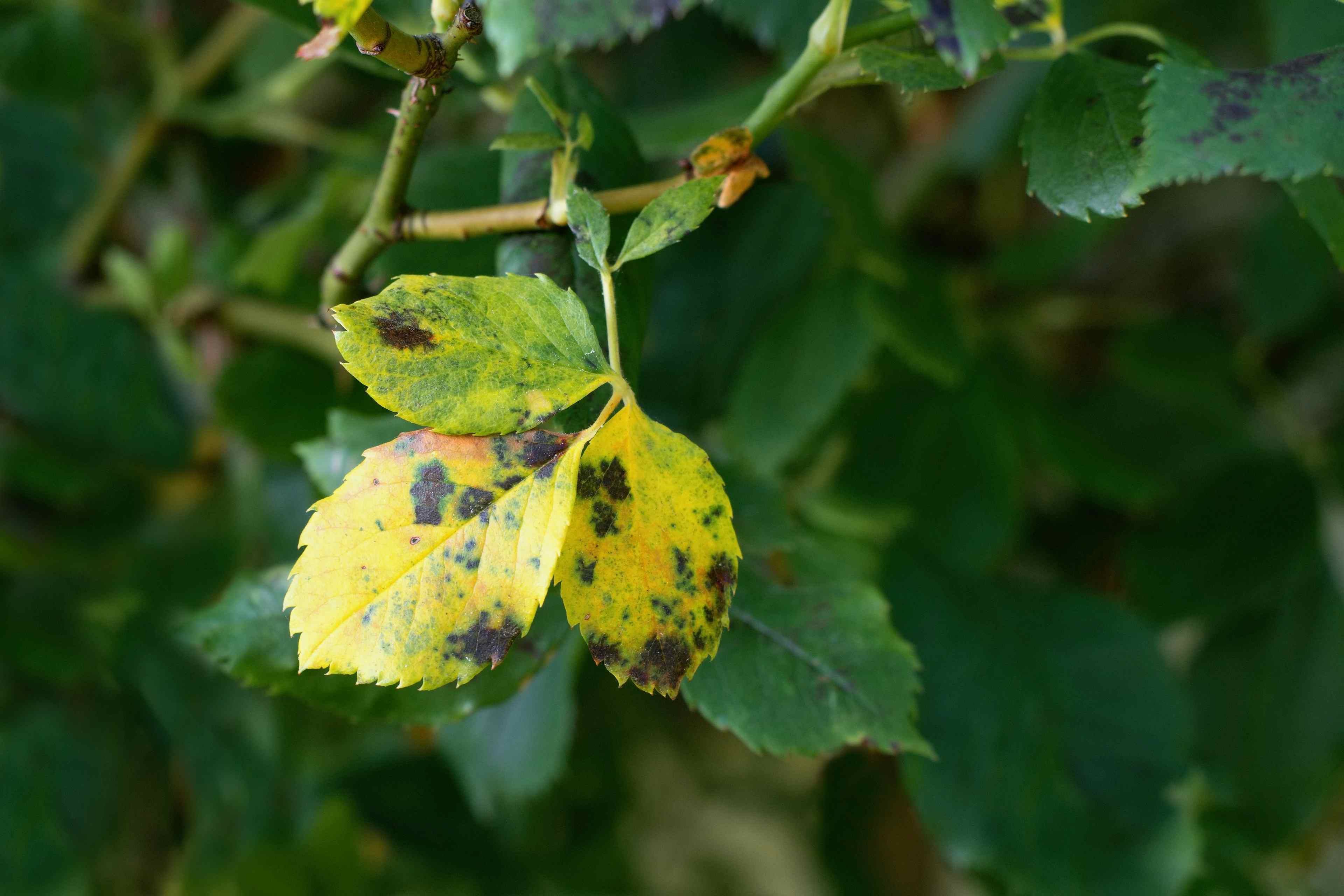 Close up of diseased spotted leaves.