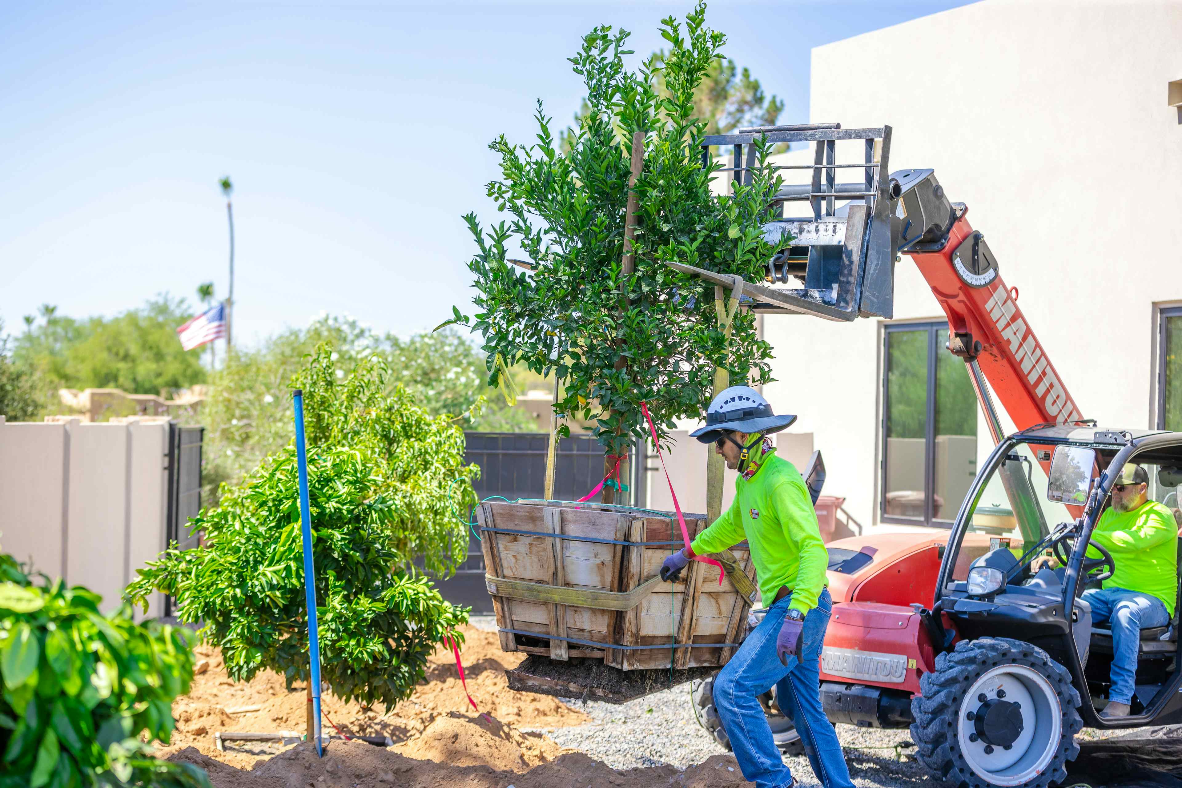 Close up of our planting crew removing a container from a tree.