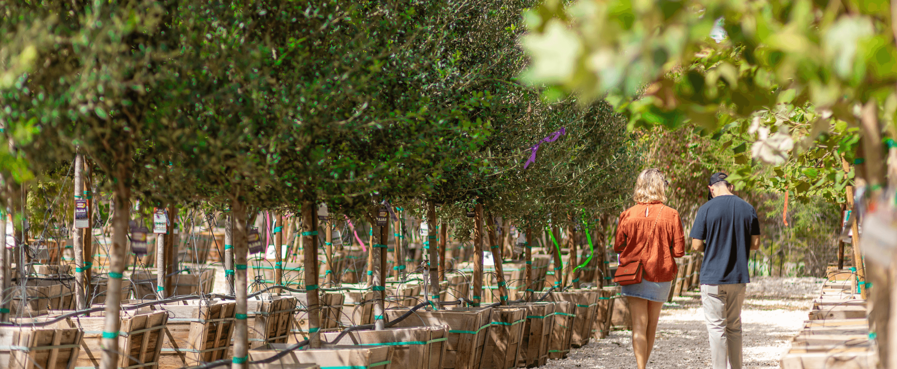 Two customers walking down a row of trees in the nursery.