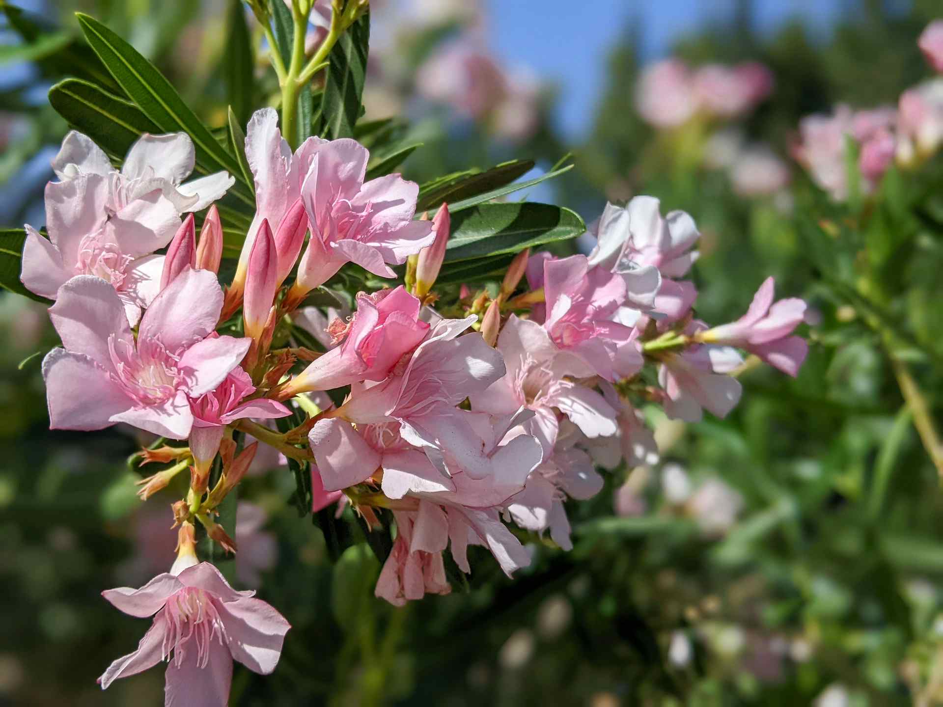 Close up shot of Oleander flowers.