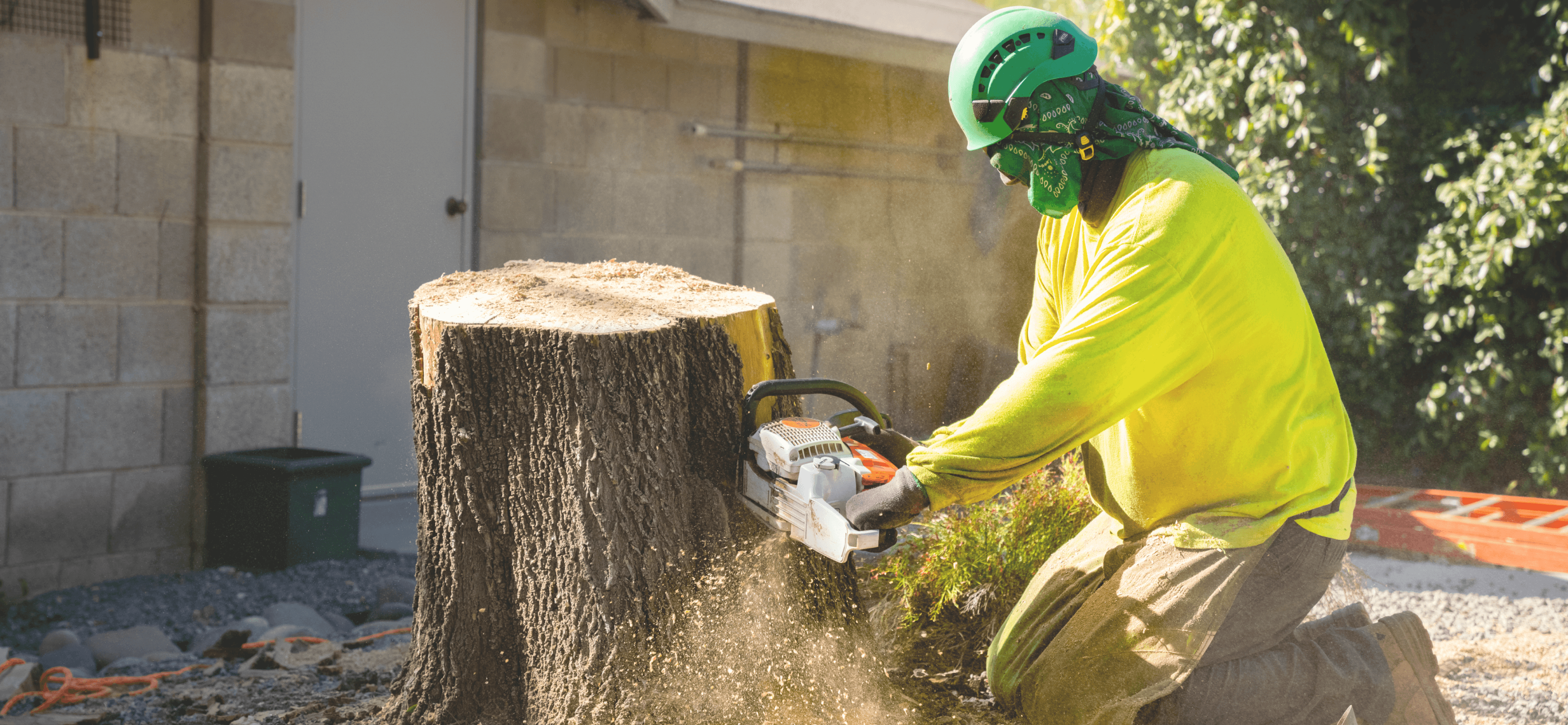 Tree Care Crew member starting a stump removal with a chainsaw.