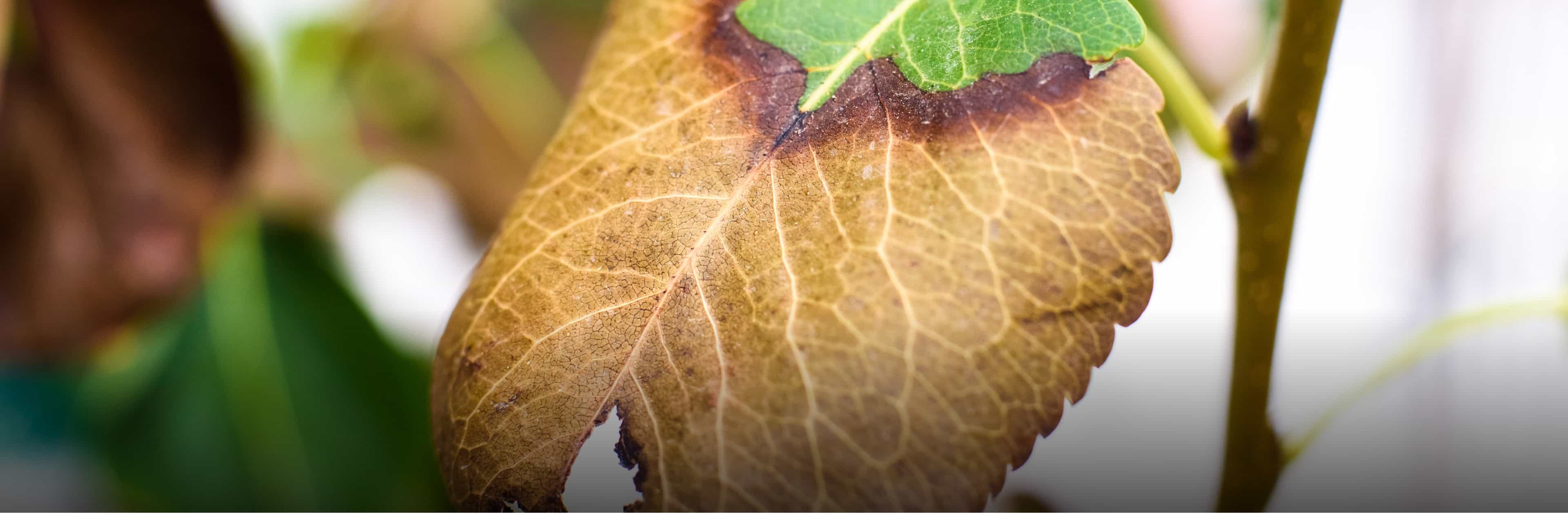 Burned leaf