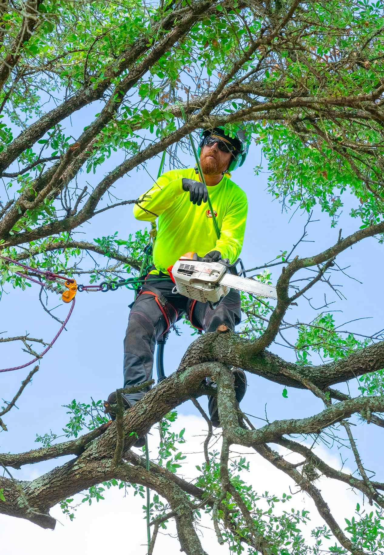 Arborist in tree with chainsaw preparing to prune large branches.