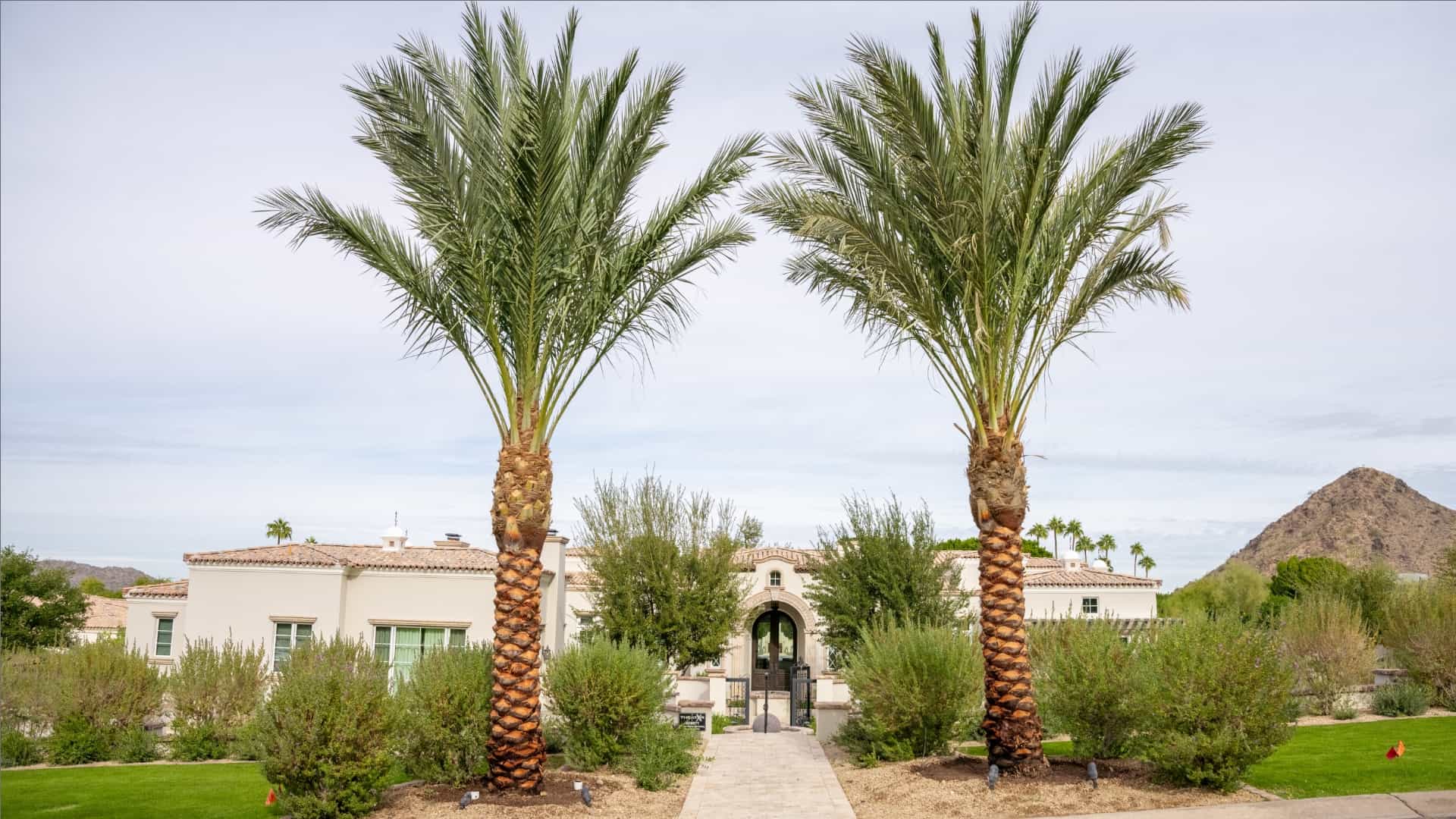 Moon Valley Nurseries Palm Tree Install After