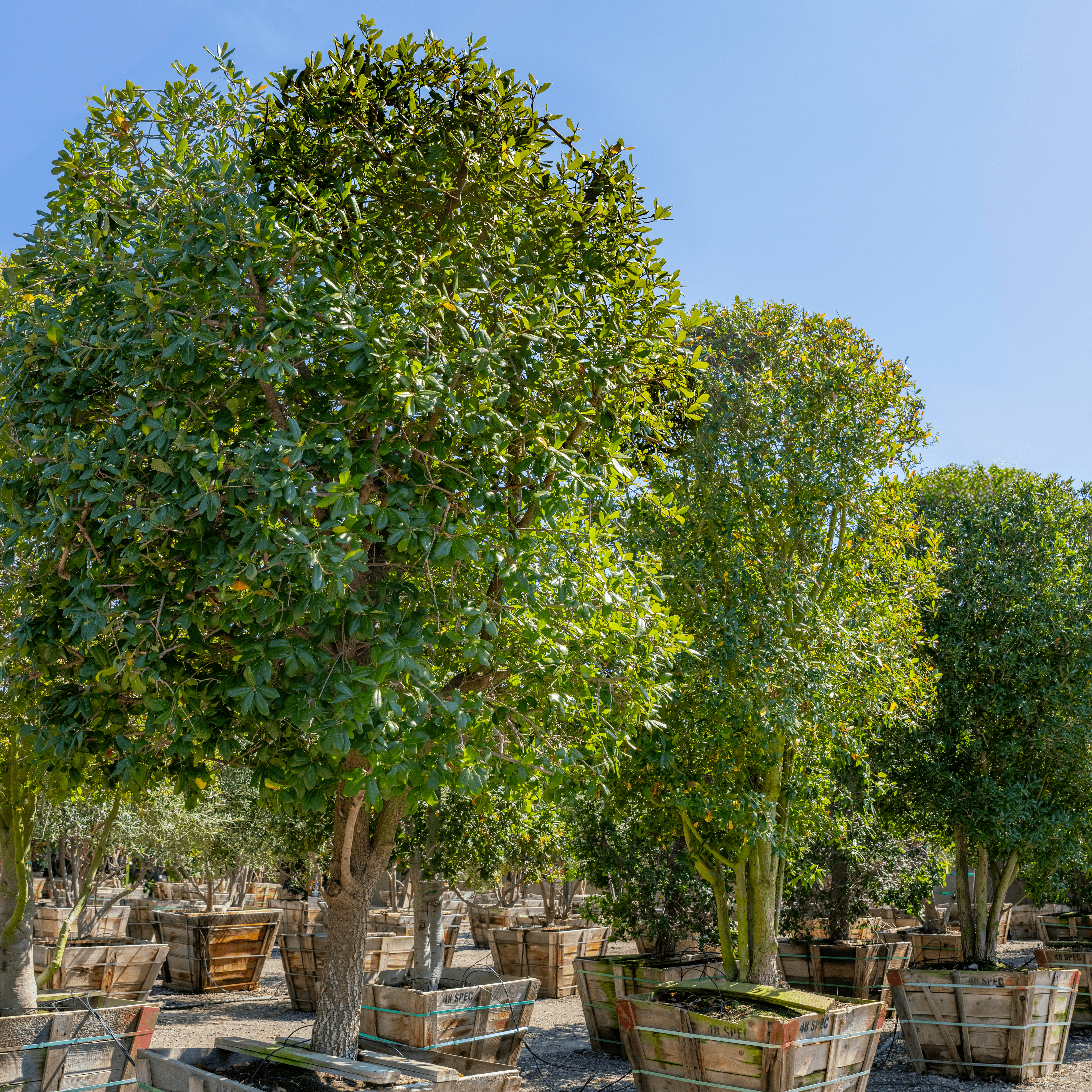 Moon Valley Nurseries Specimen Trees