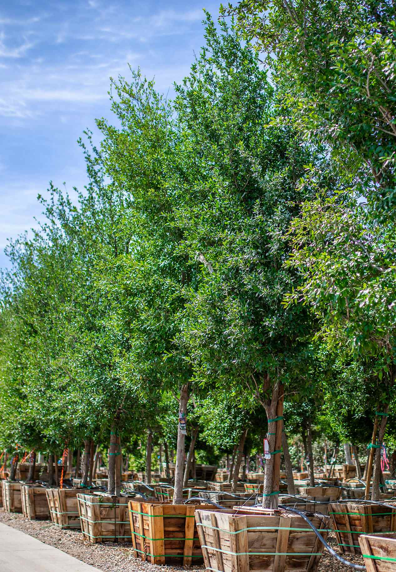 Row of Live Oak Trees at a nursery.