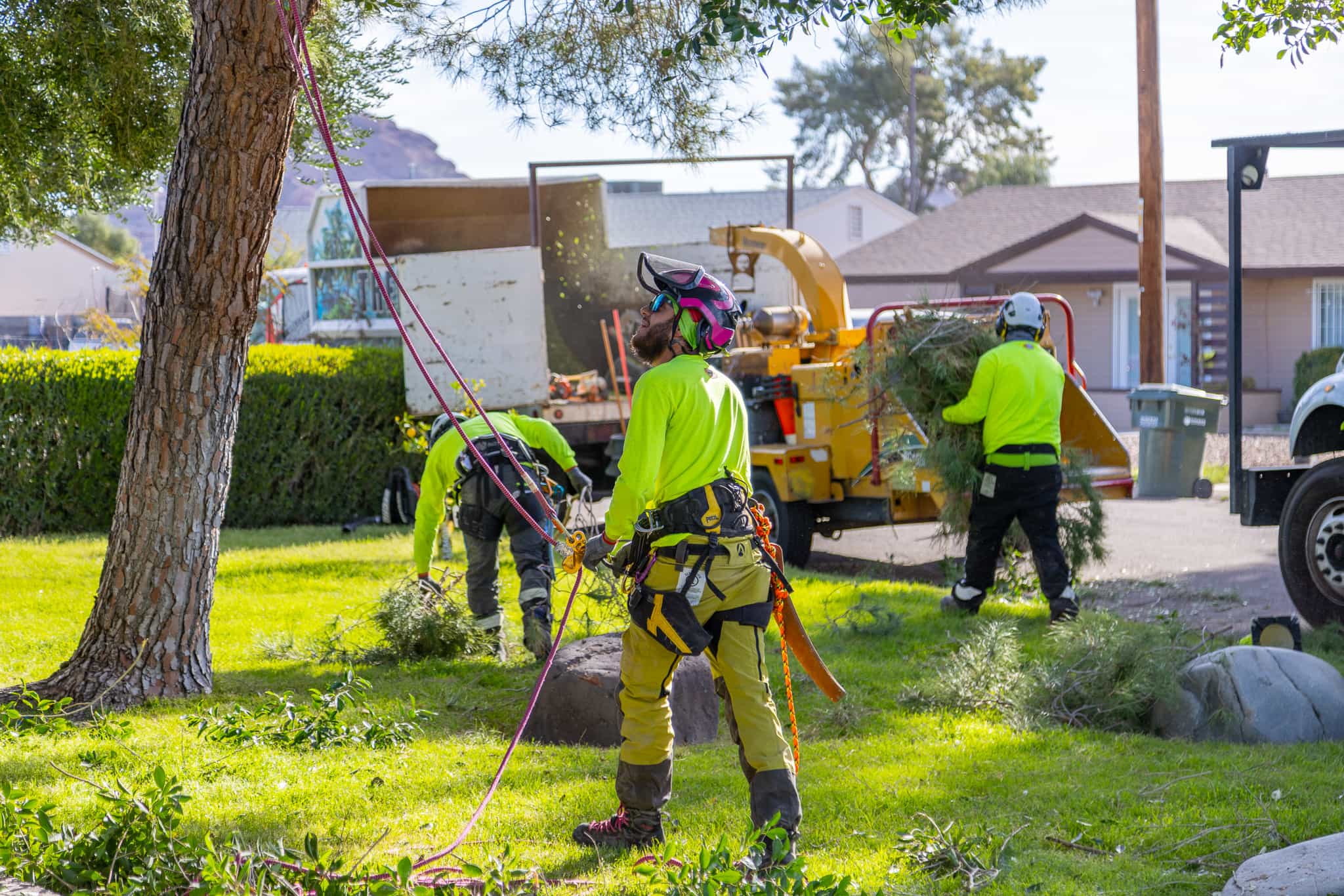 Tree-Care.png