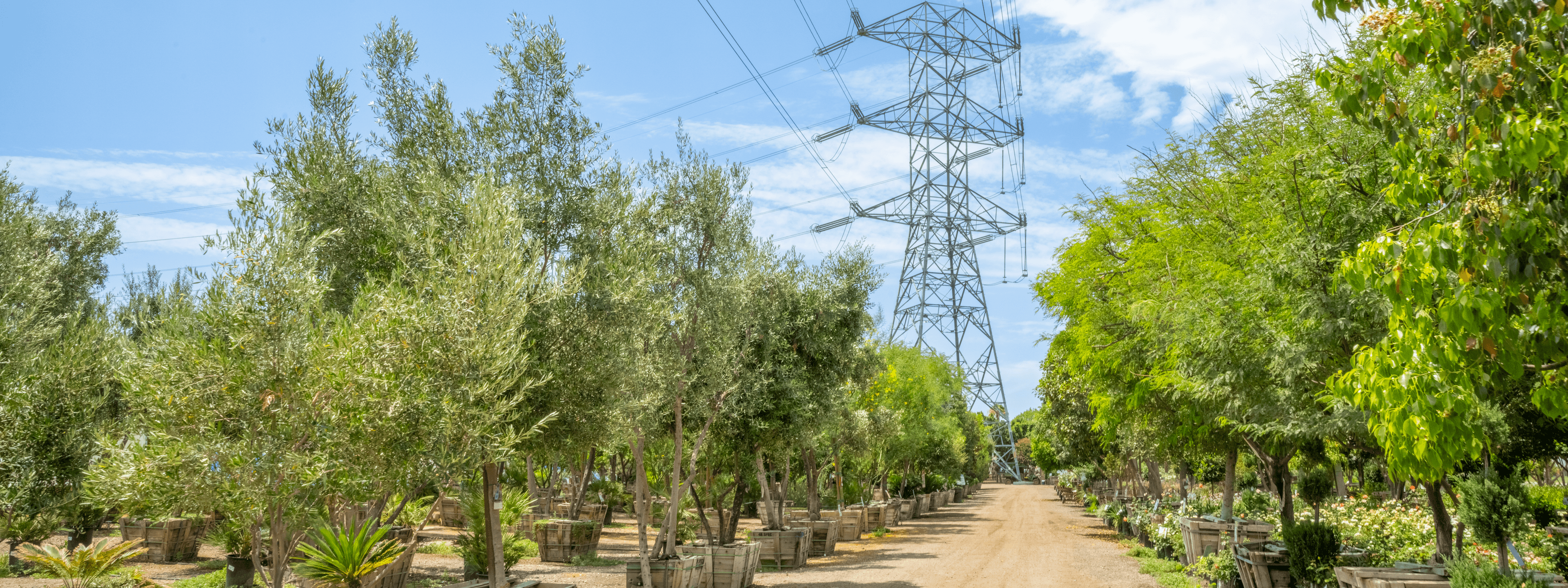 Moon Valley Nurseries Chino