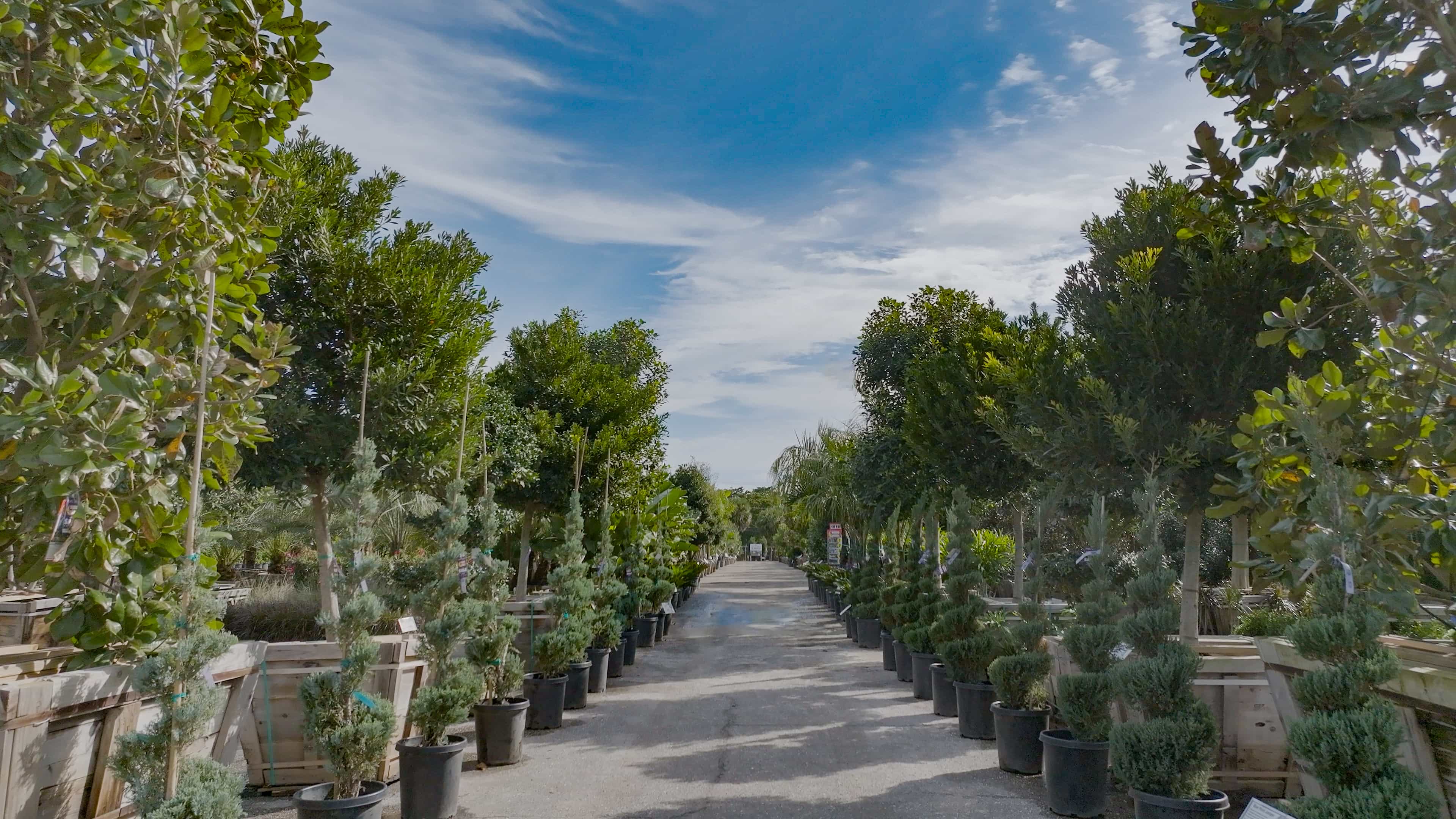 Rows of trees at Moon Valley Nurseries' Riviera Beach Location.