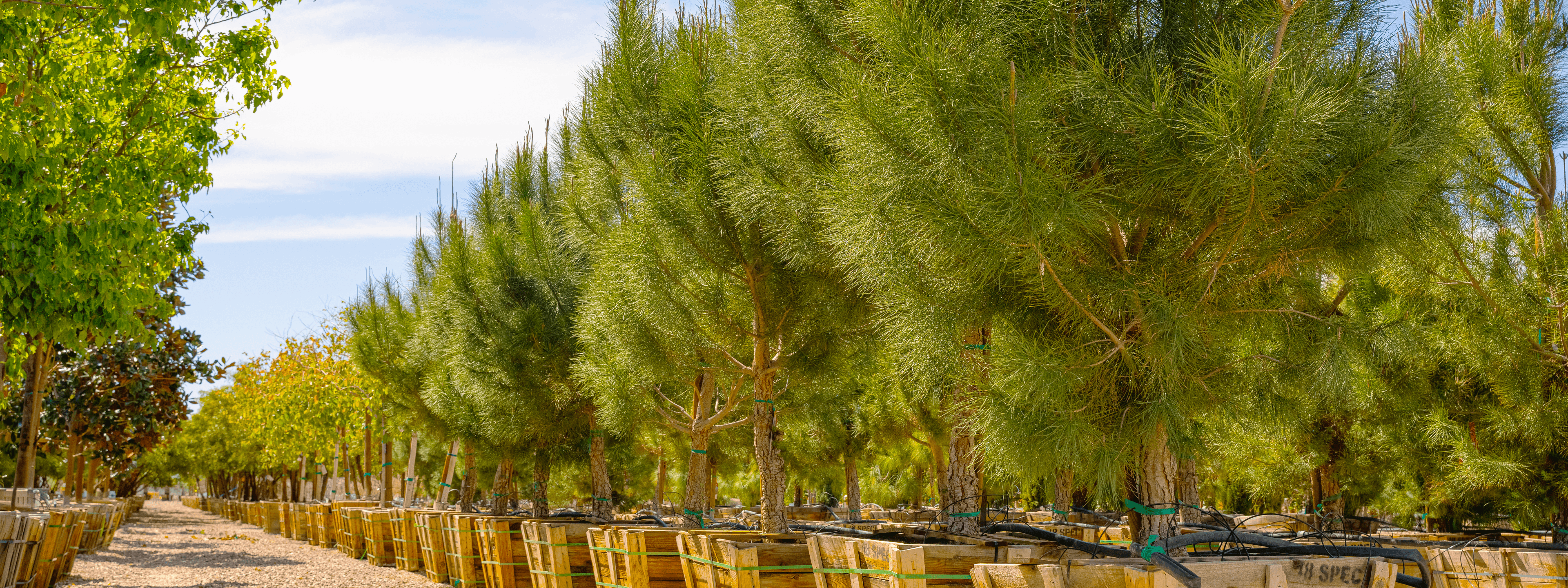 Tucson Moon Valley Nurseries