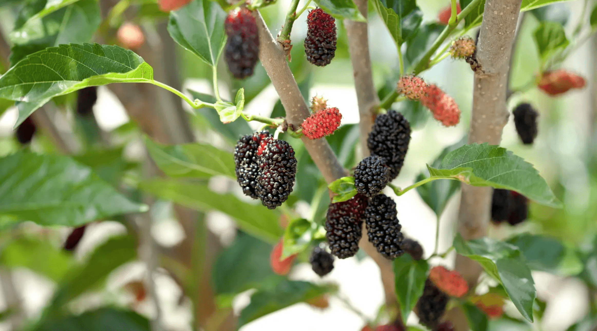 nursery pro shares tips for growing mulberry trees