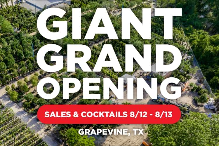 grapevine grand opening.jpg