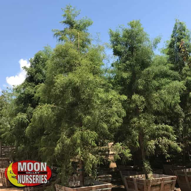 Bald Cypress in nursery