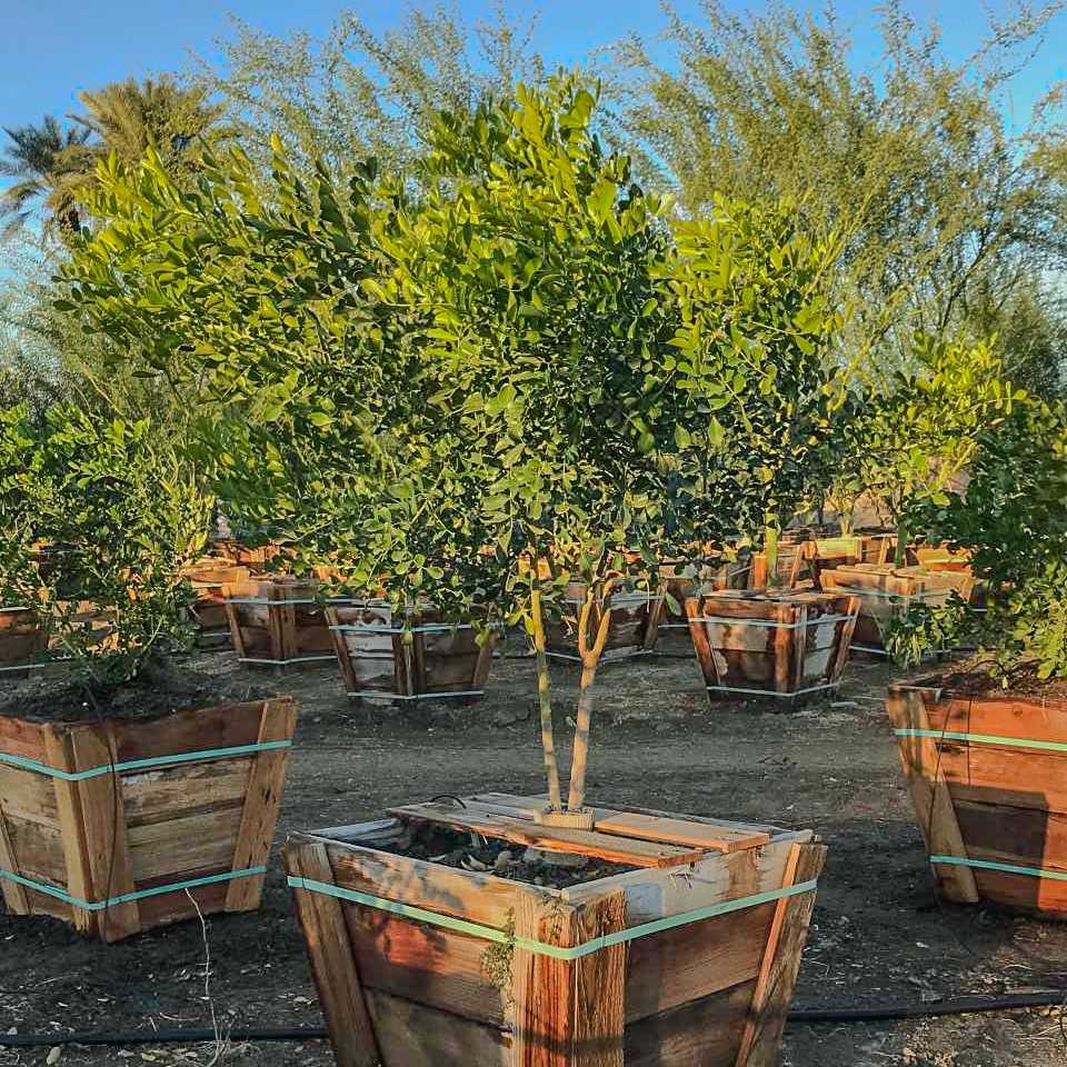 Texas Mountain Laurel