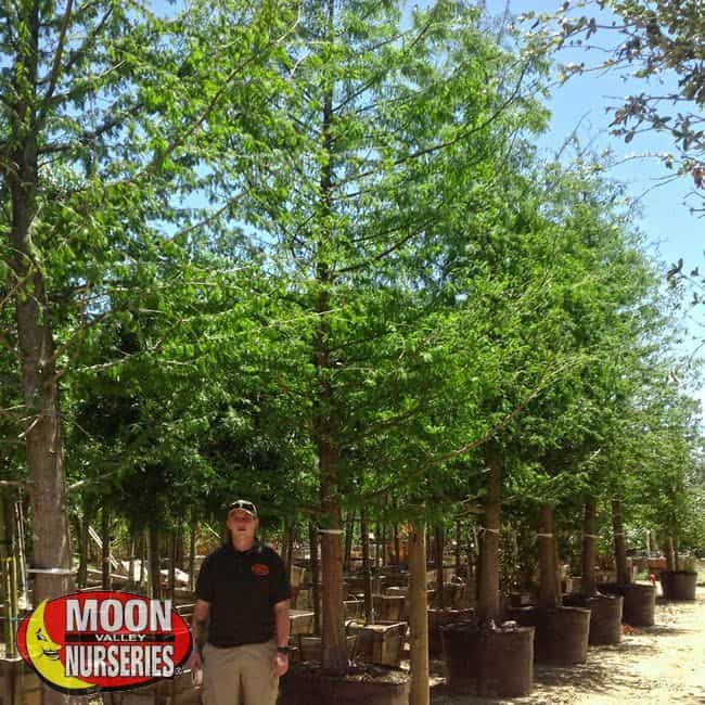 Bald Cypress in nursery with person