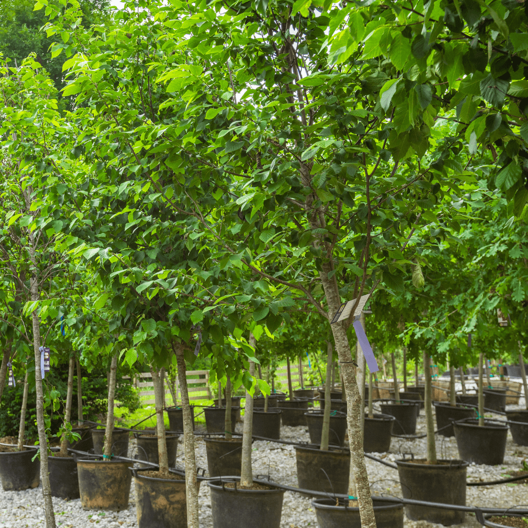 American Hornbeam Trees