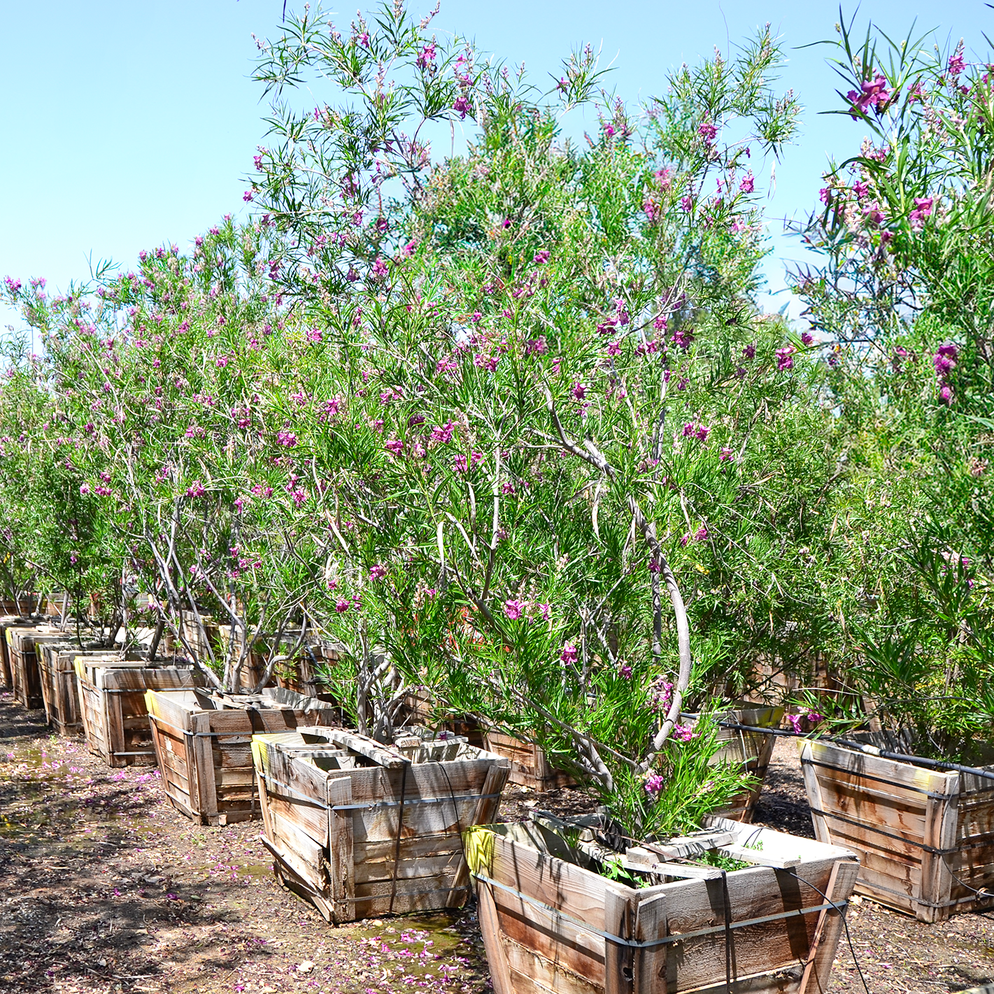 Desert willow