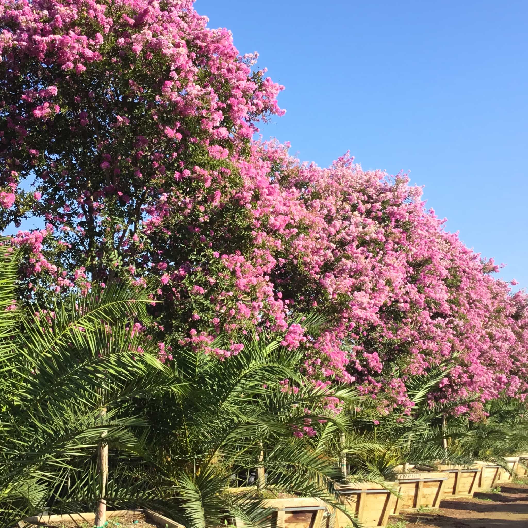 Huge row Lipan Crape Myrtle trees in the grow yard