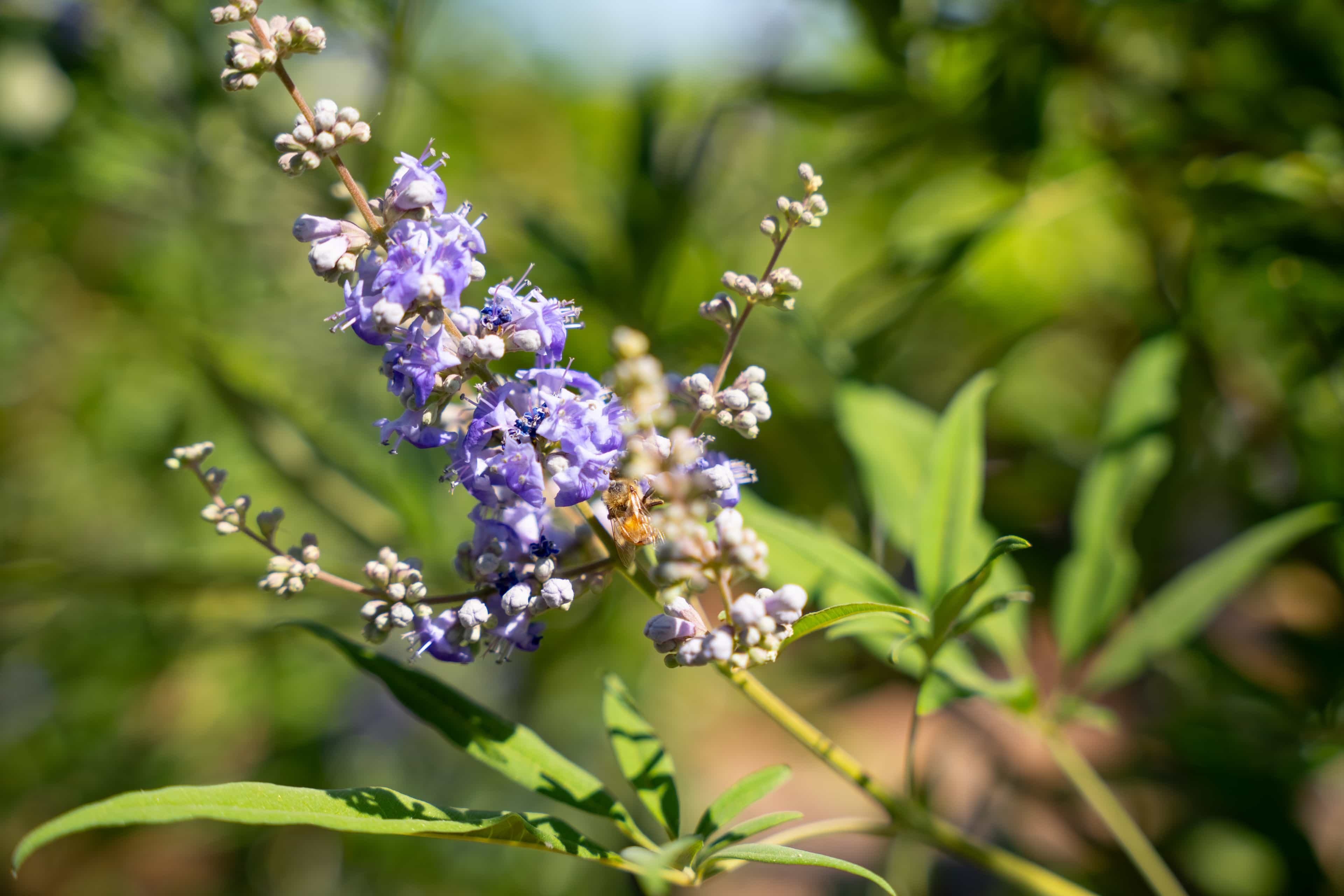 Micro shot of a Vitex Flower with a bee perched on a bud.