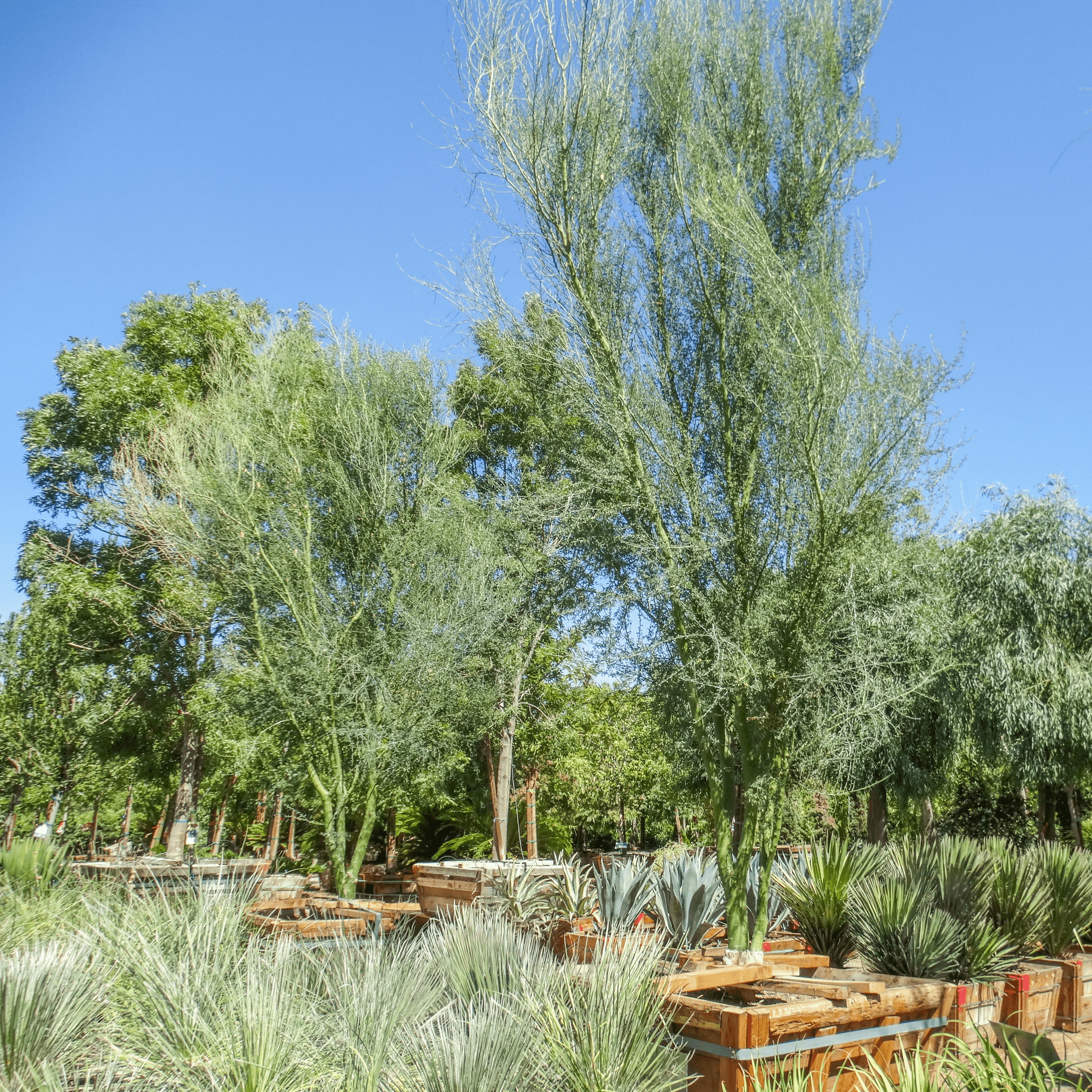 Blue Palo Verde Specimen