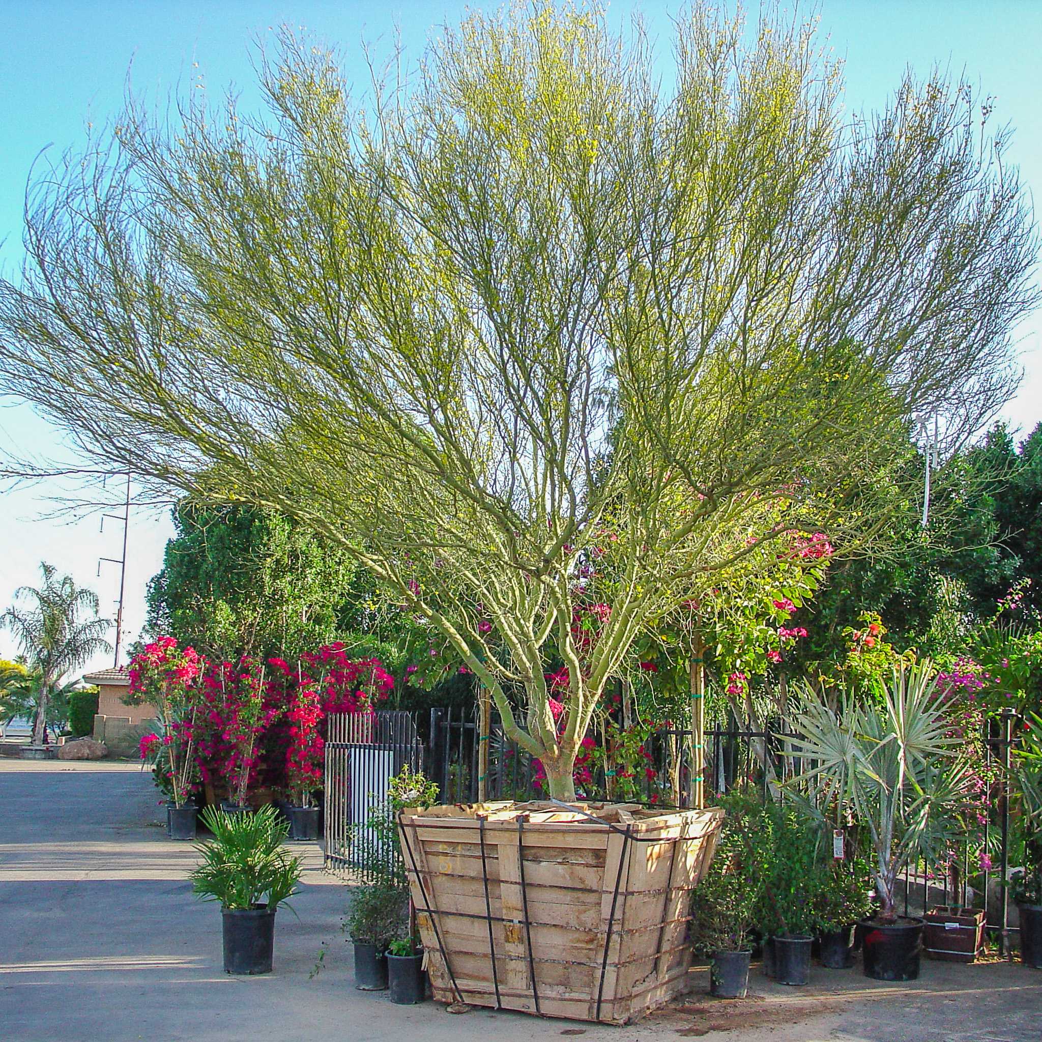 Blue Palo Verde in the nursery