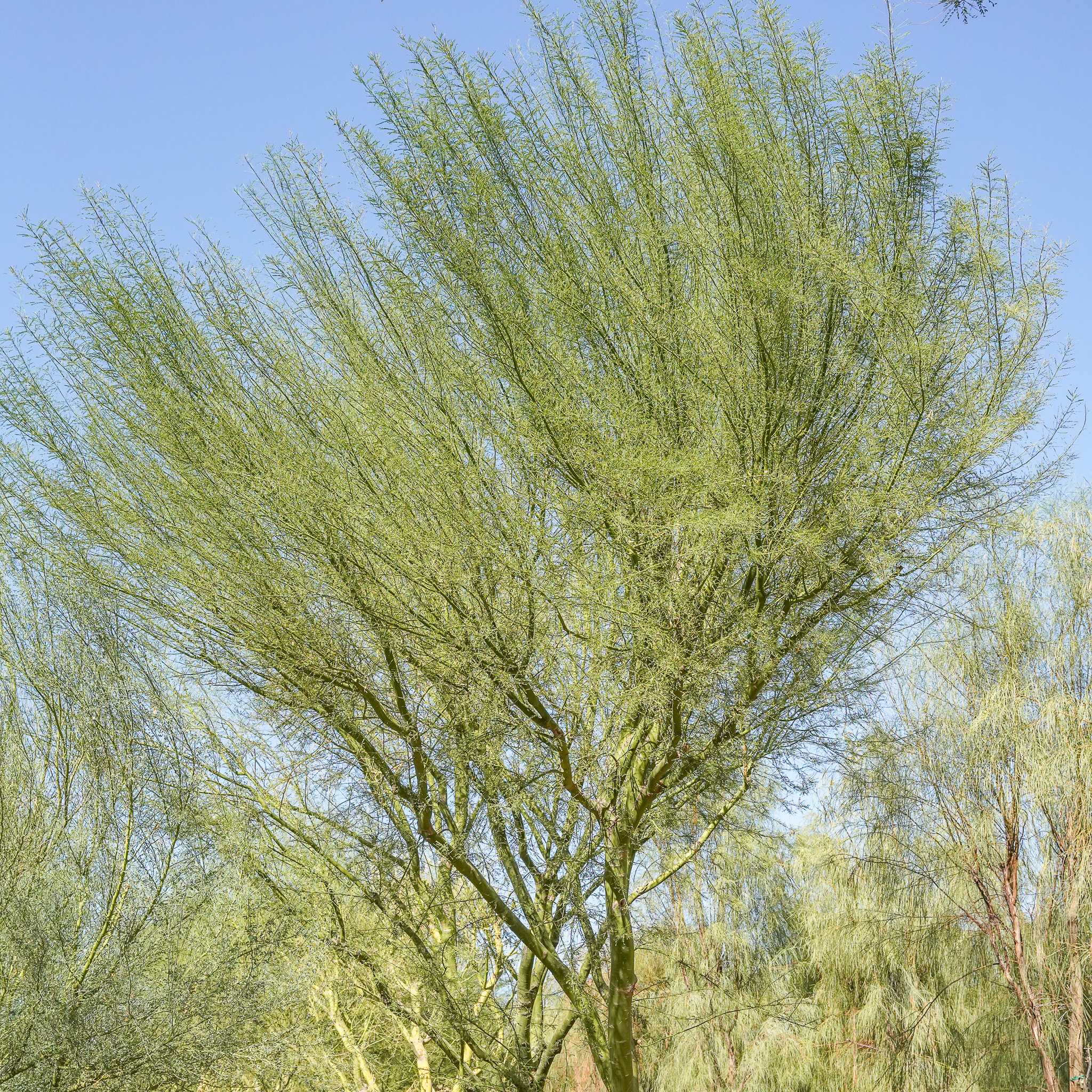 Blue Palo