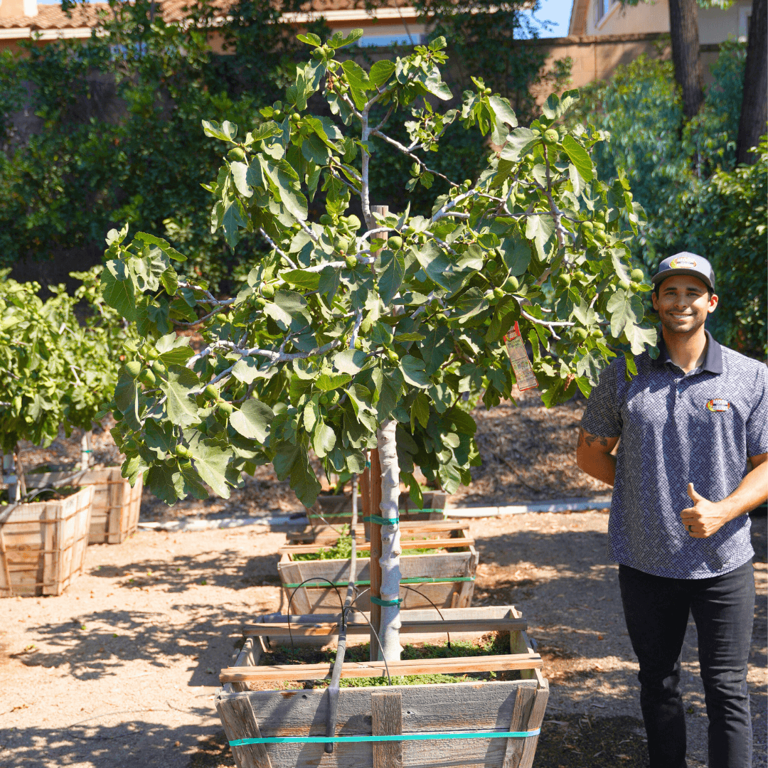 Brown Turkey Fig Tree