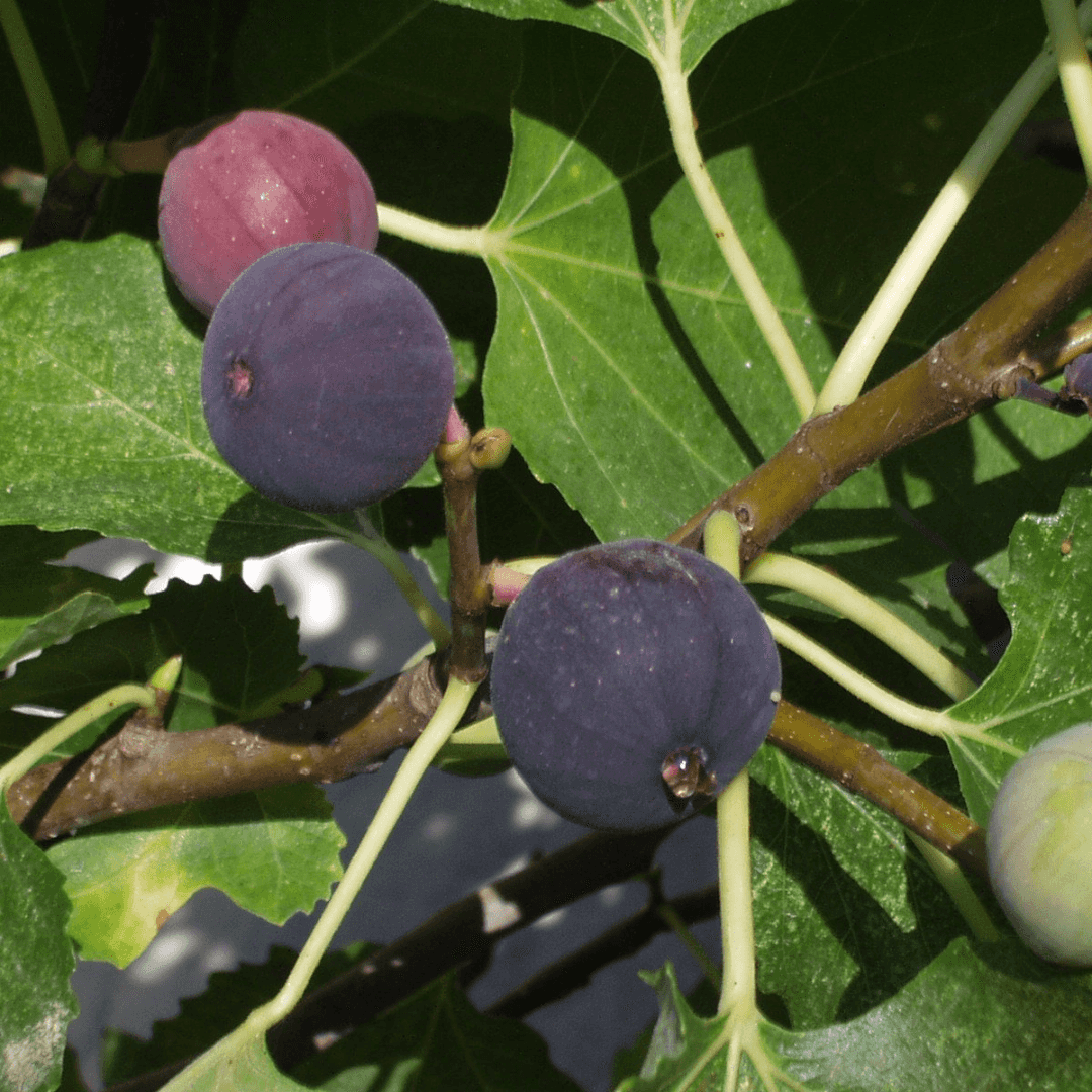 Brown Turkey Figs on Tree