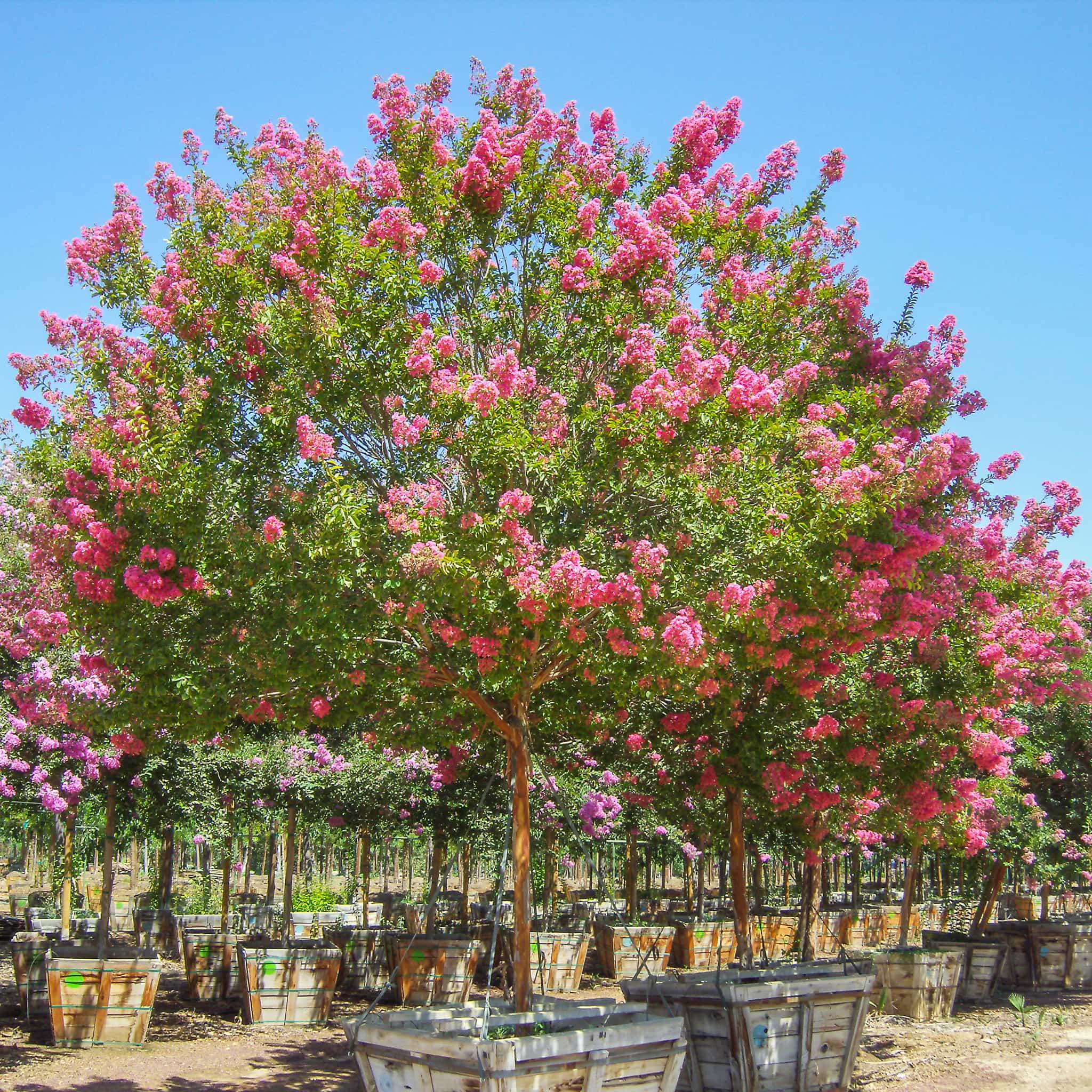 Huge Miami Crape Myrtle tree