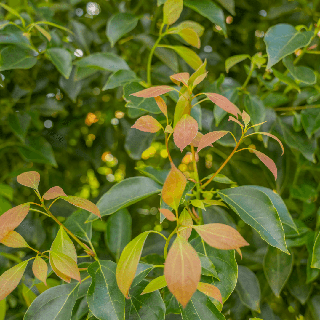 Camphor Tree Foliage Close Up