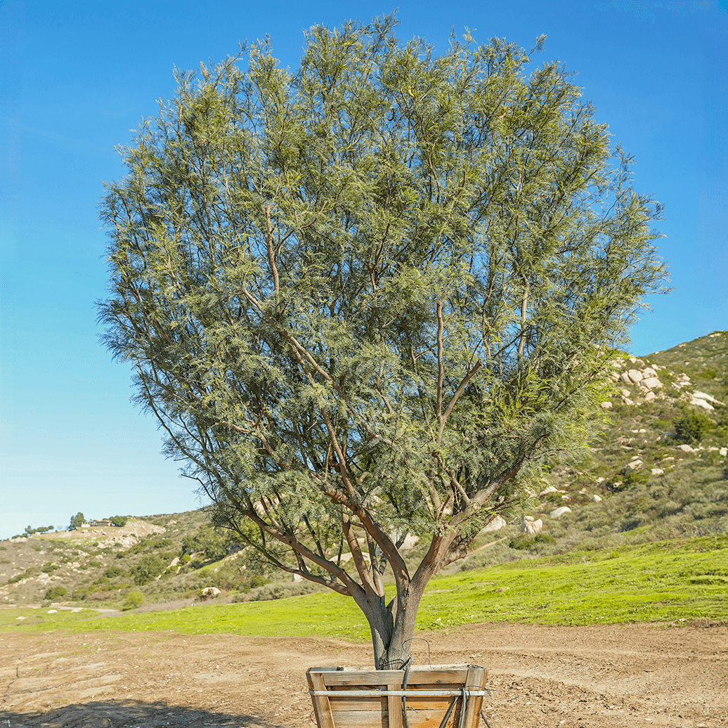 Chilean Mesquite