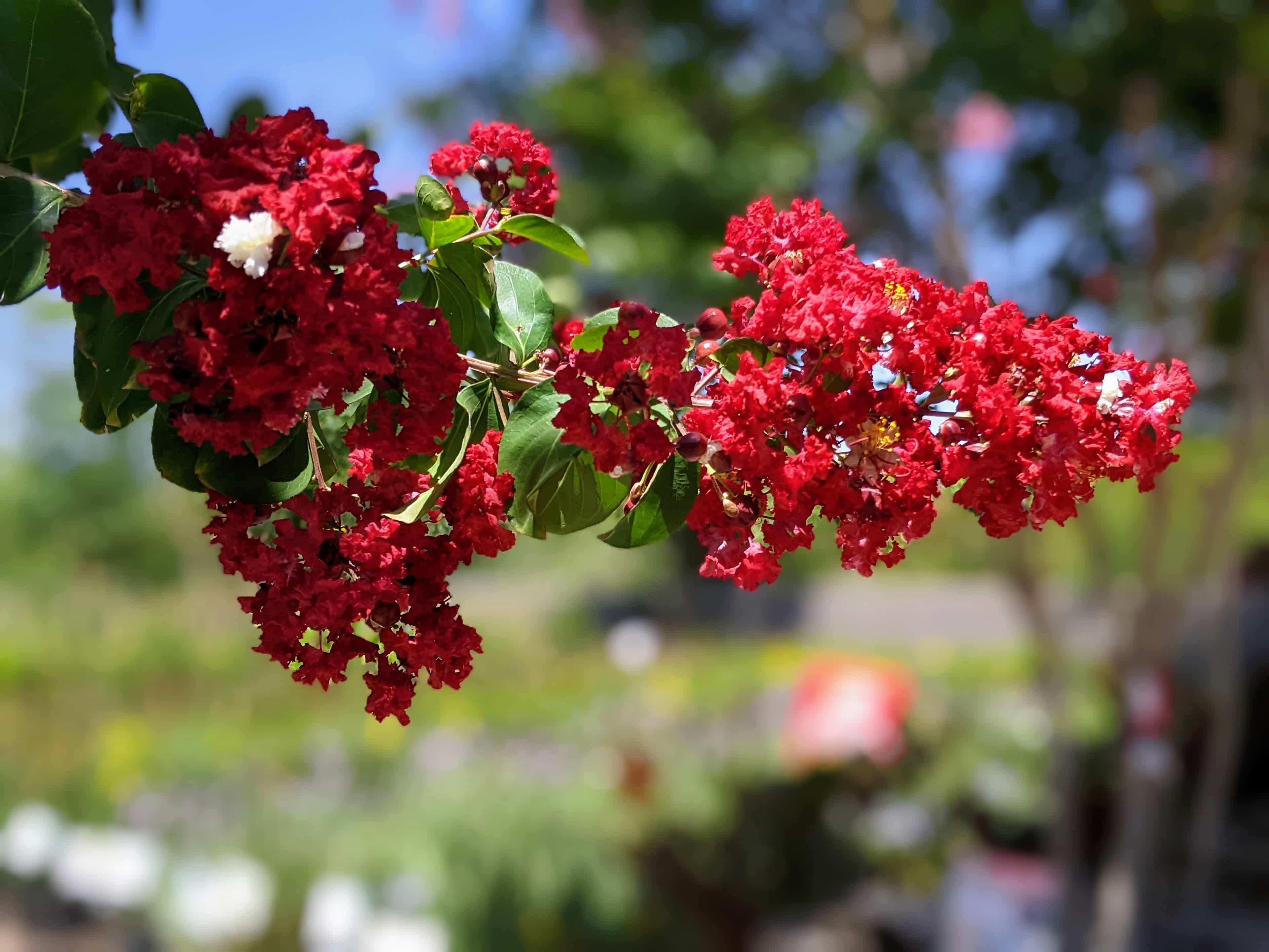 Closeup of a dense red crape myrtle bloom.