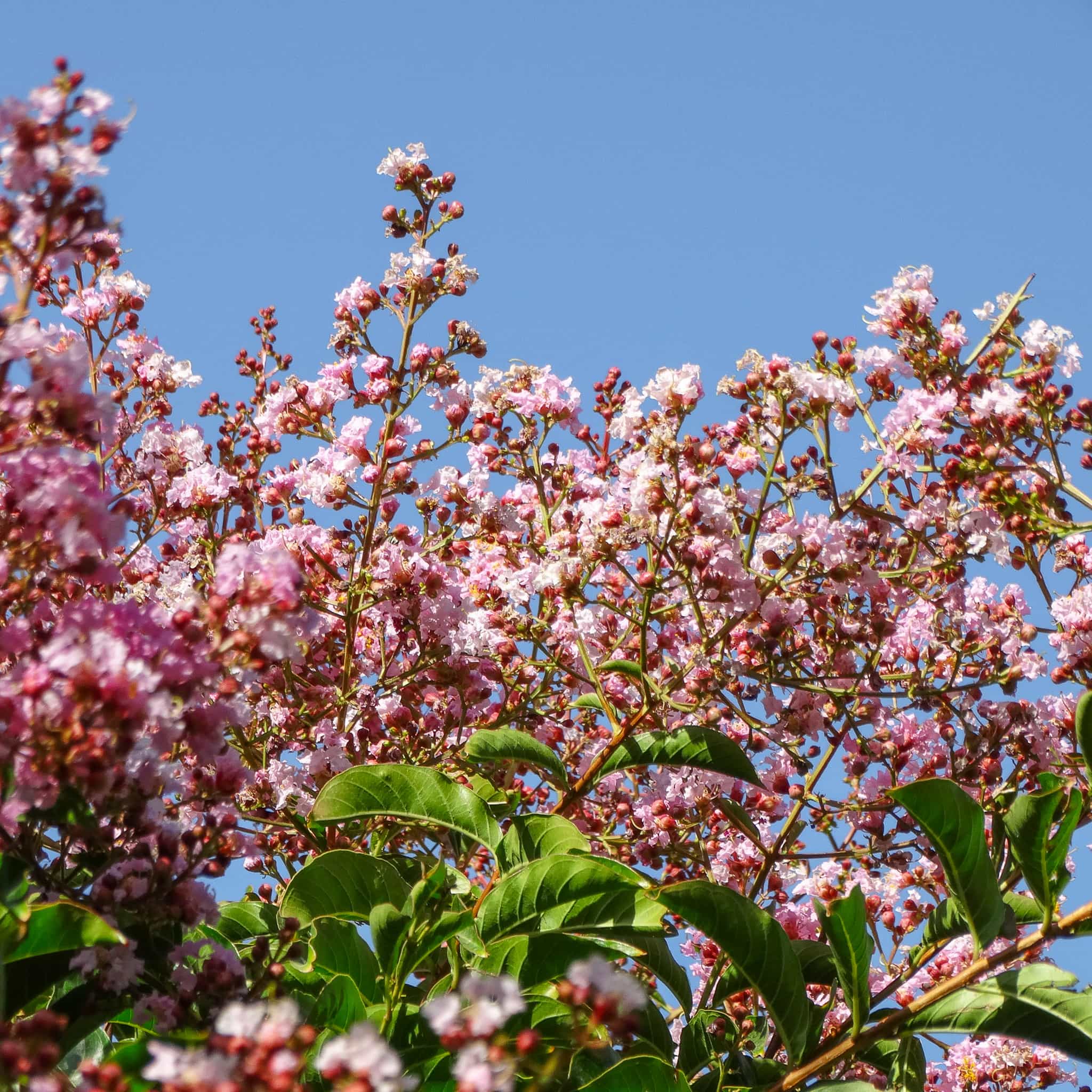 Lipan Crape Myrtle flowers close up