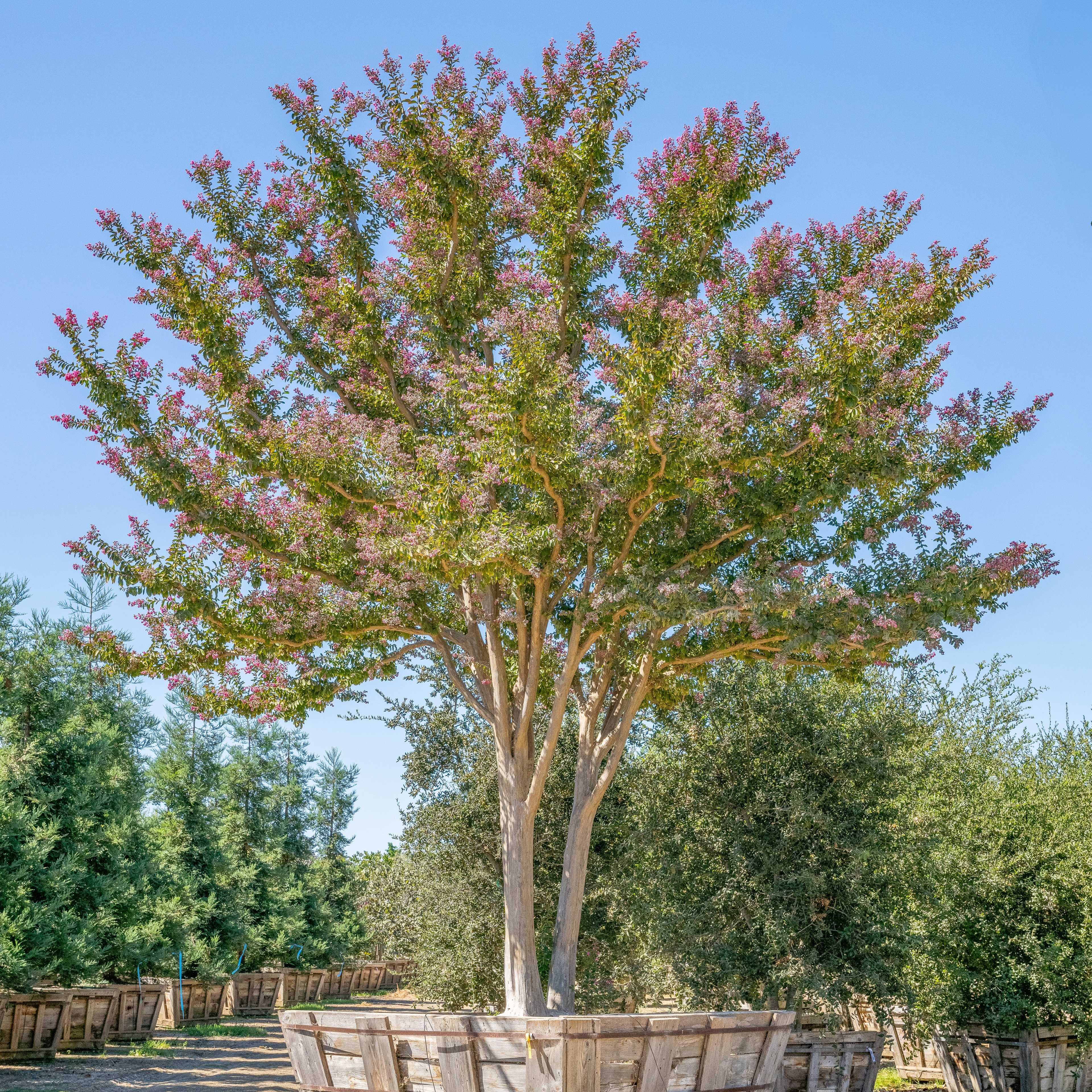 Crape Myrtle Tuscarora