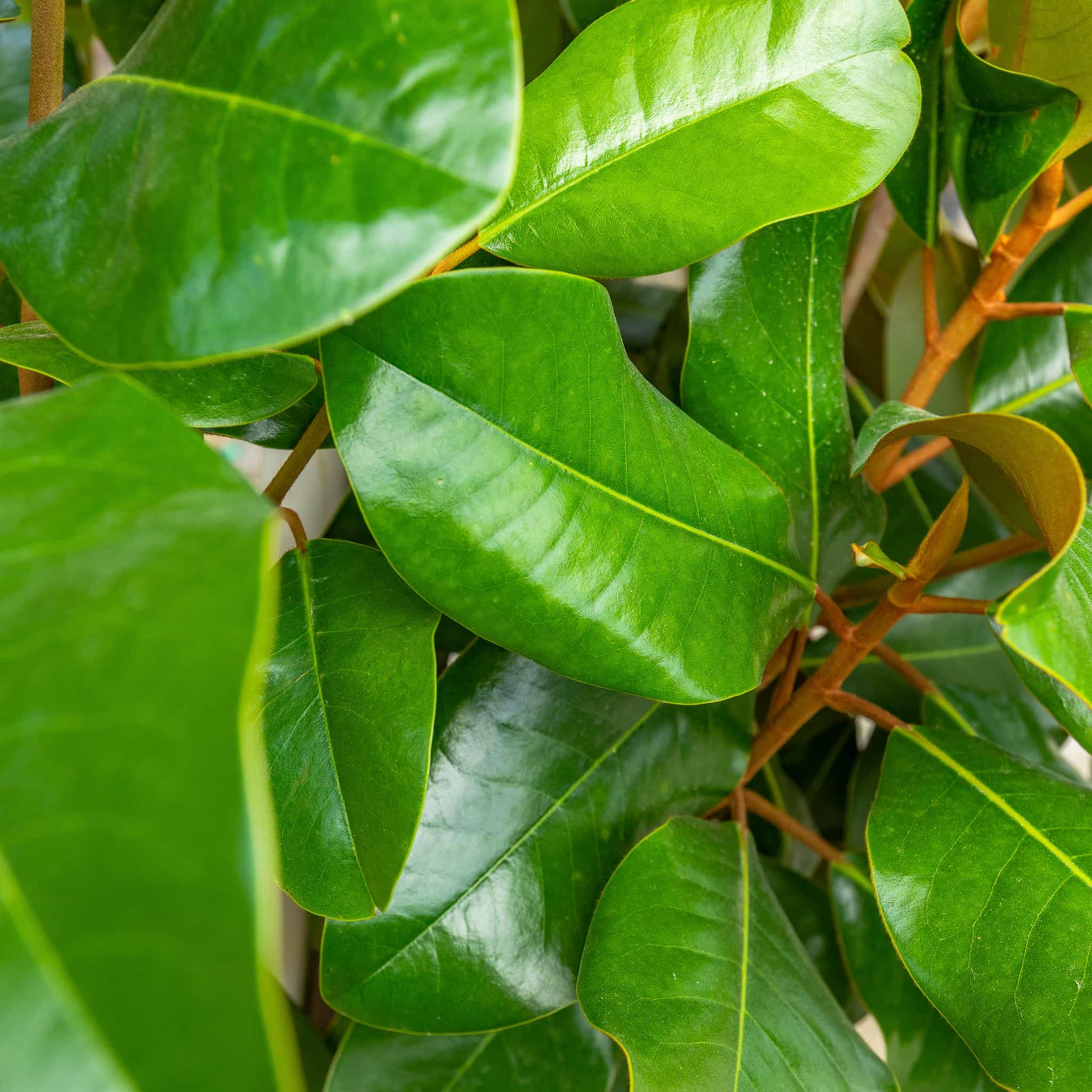 D.D. Moon Glow Magnolia leaves