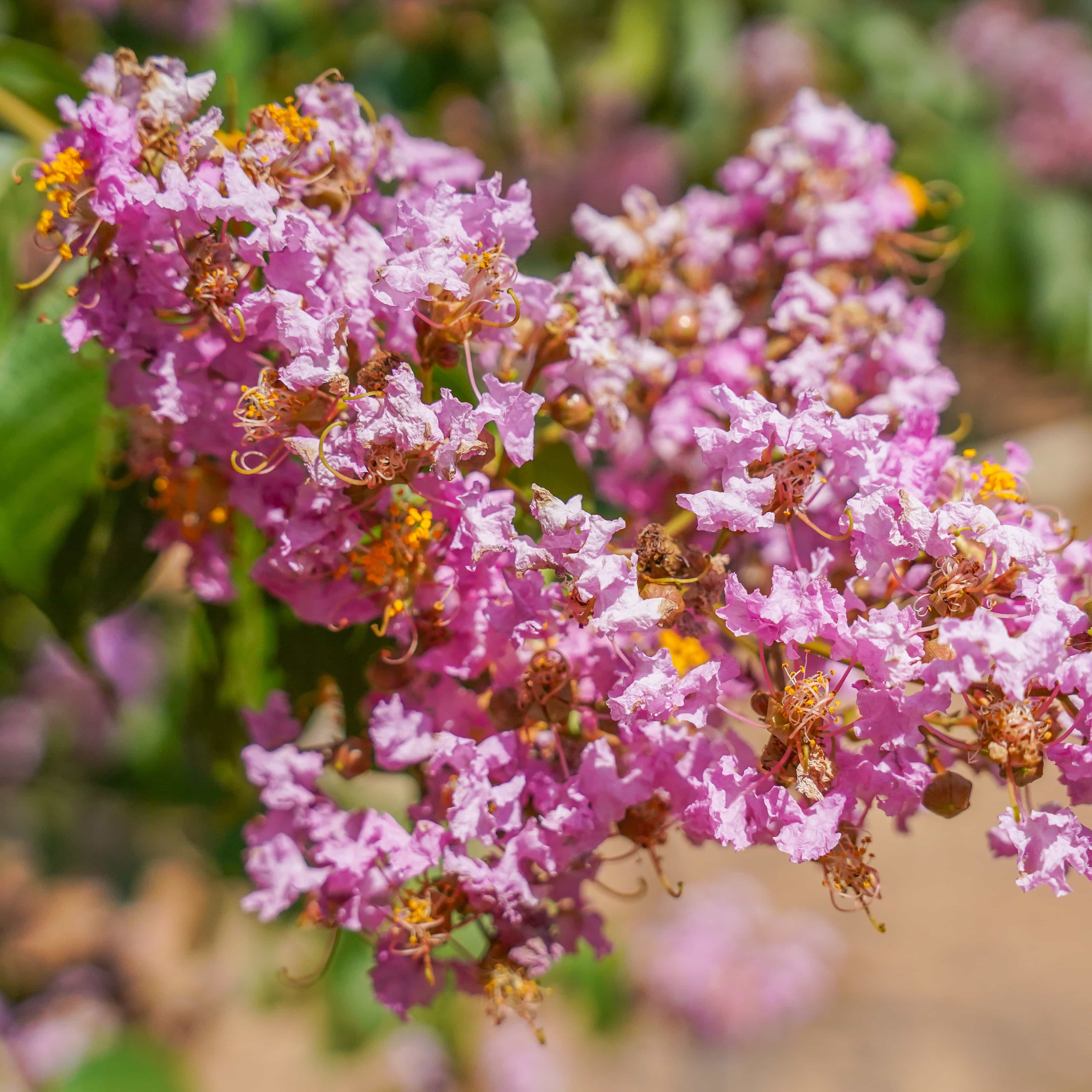 Miami Crape Myrtle Flower