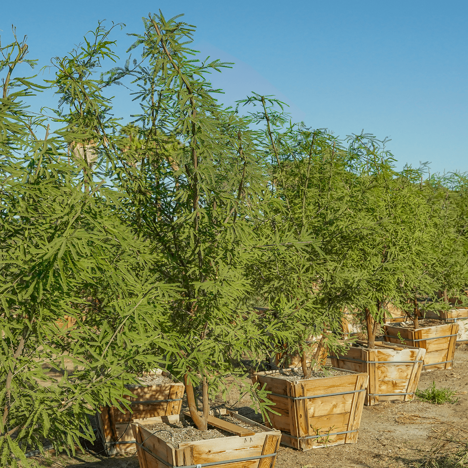 Chilean Mesquite row