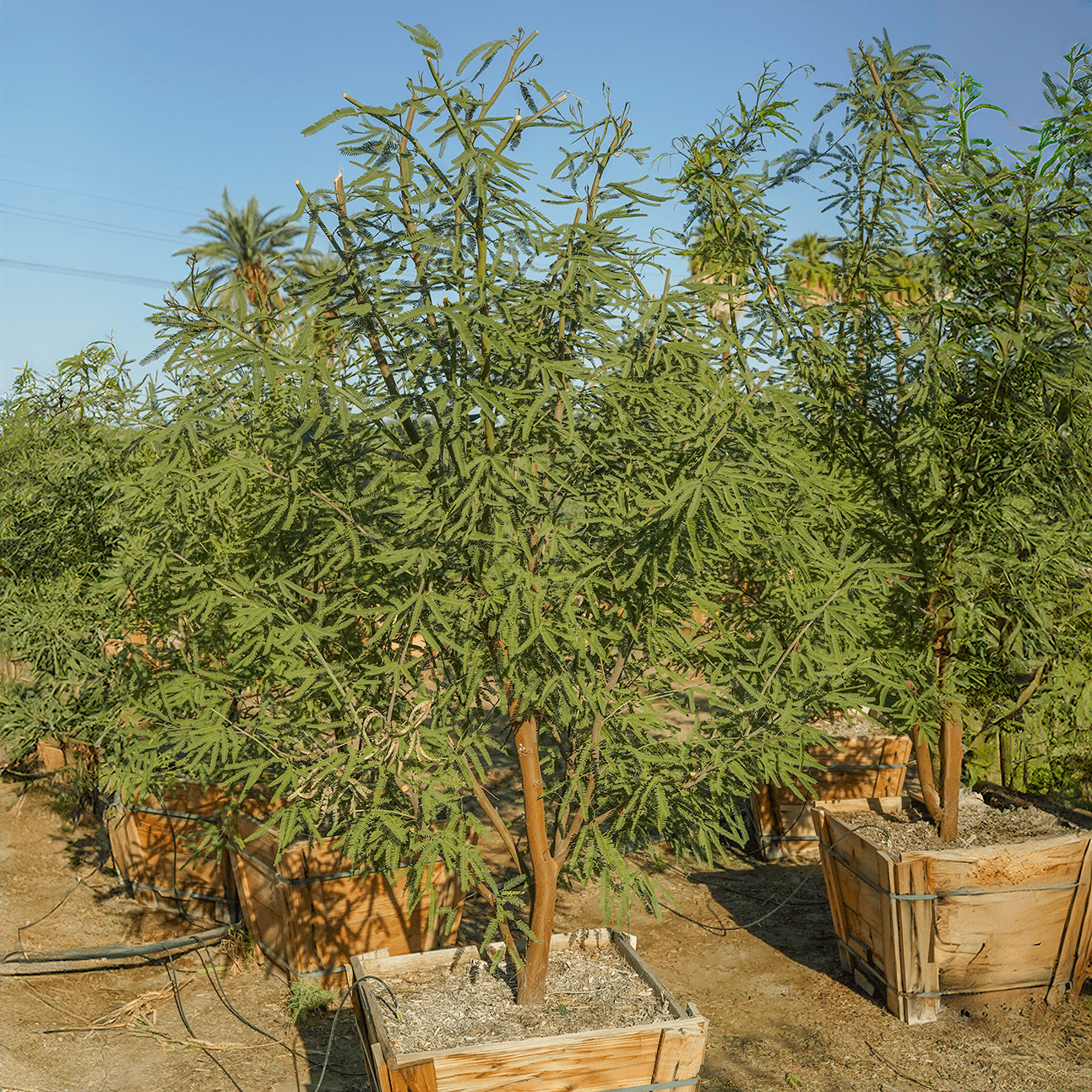 Chilean Mesquite row