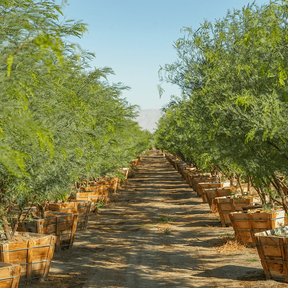 Rows of Chilean Mesquite