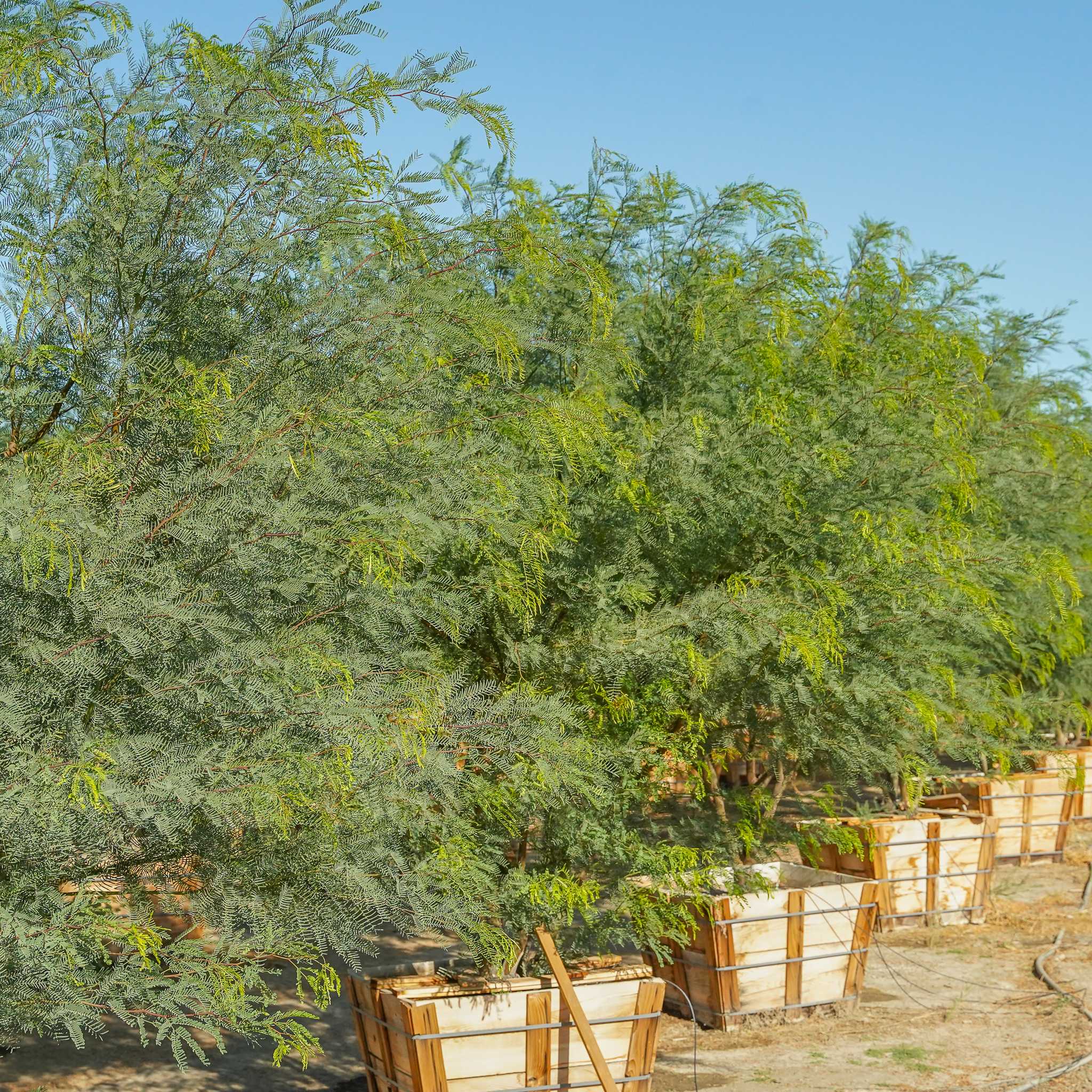 Chilean Mesquite row