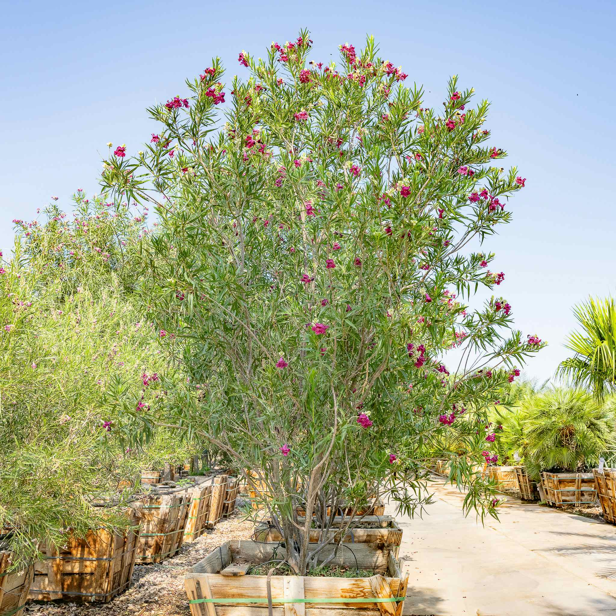 Desert Willow