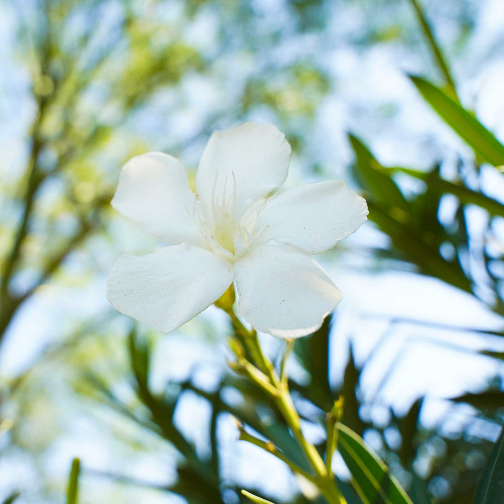 Dwarf Oleander White flowers closeup