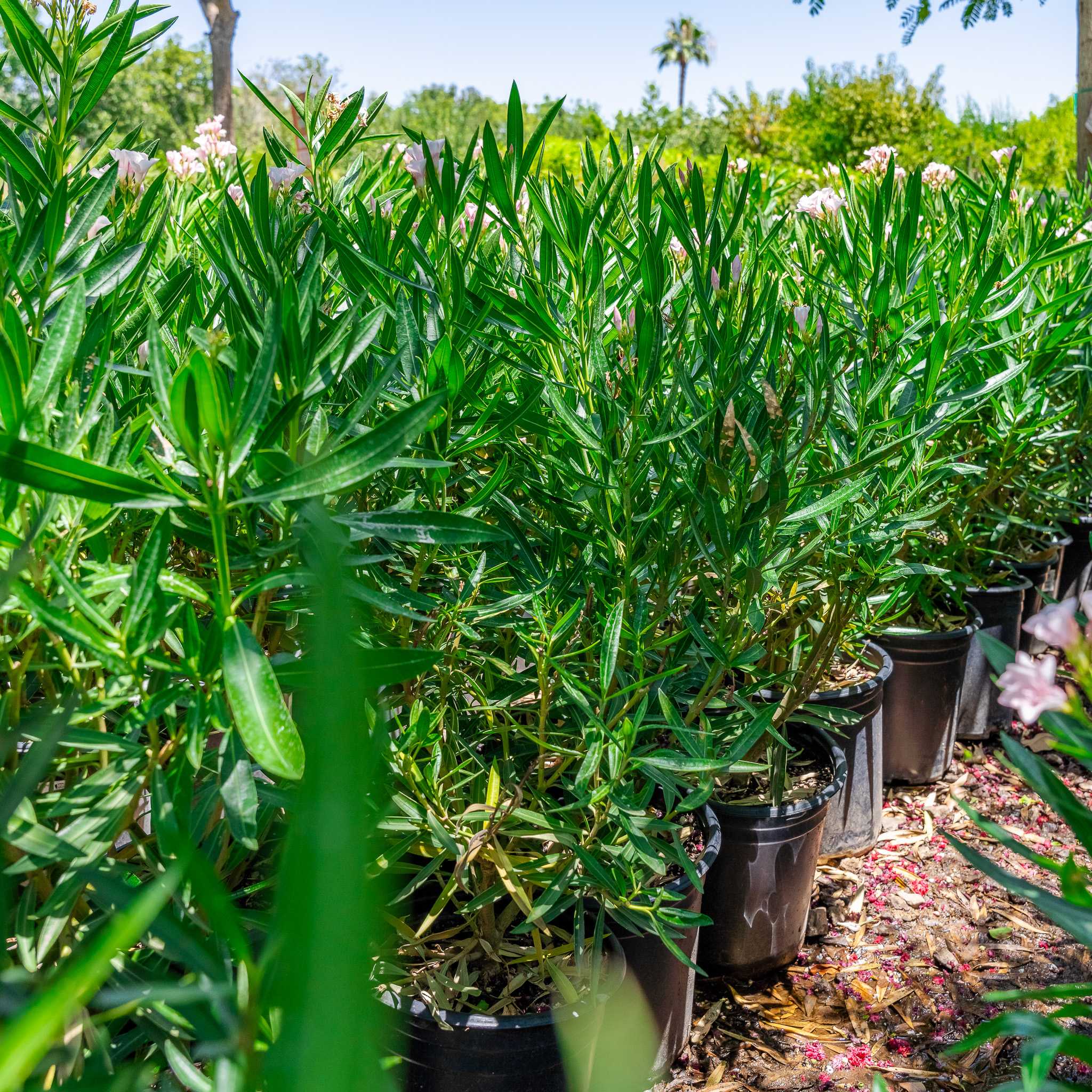 Dwarf Oleander leaves