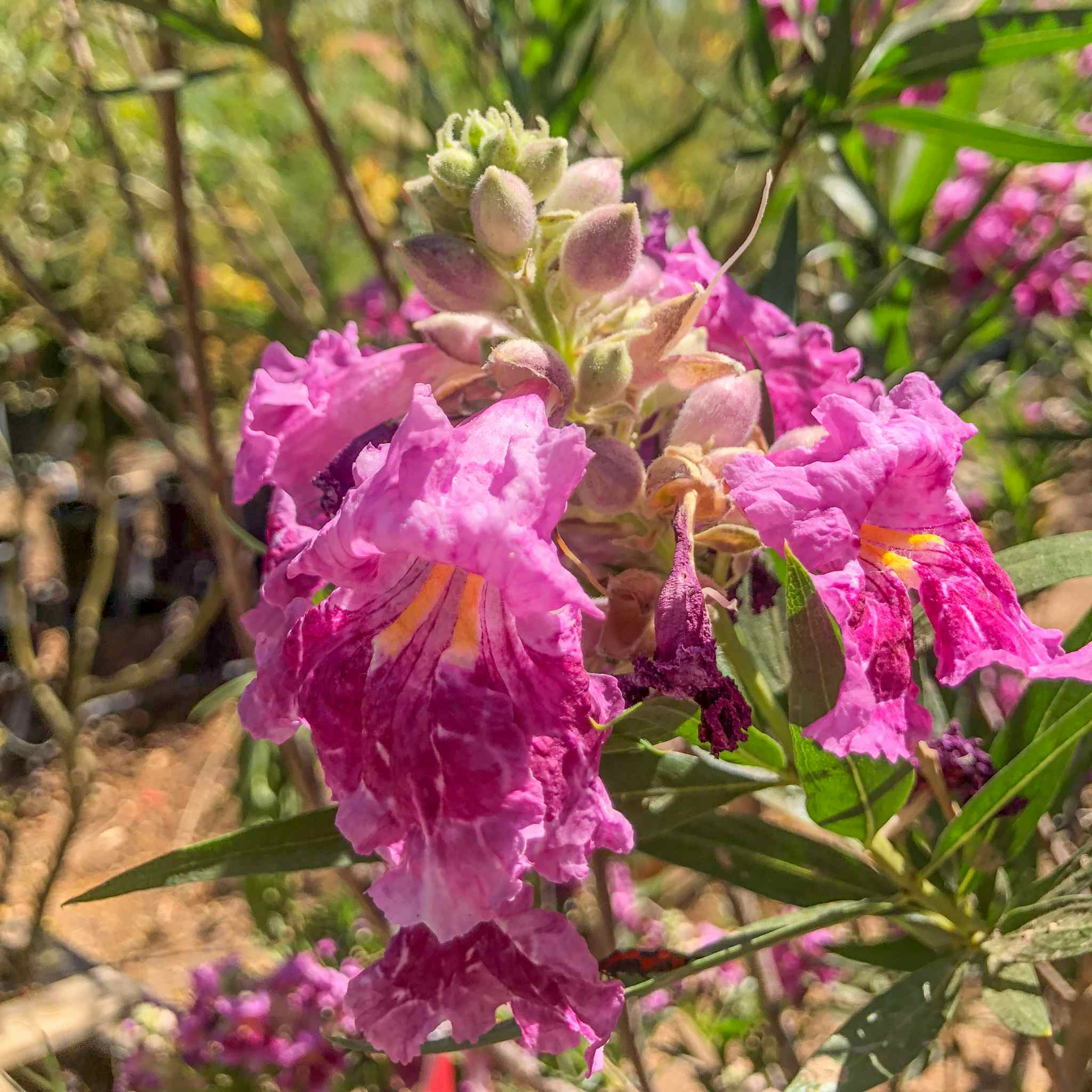 Desert willow